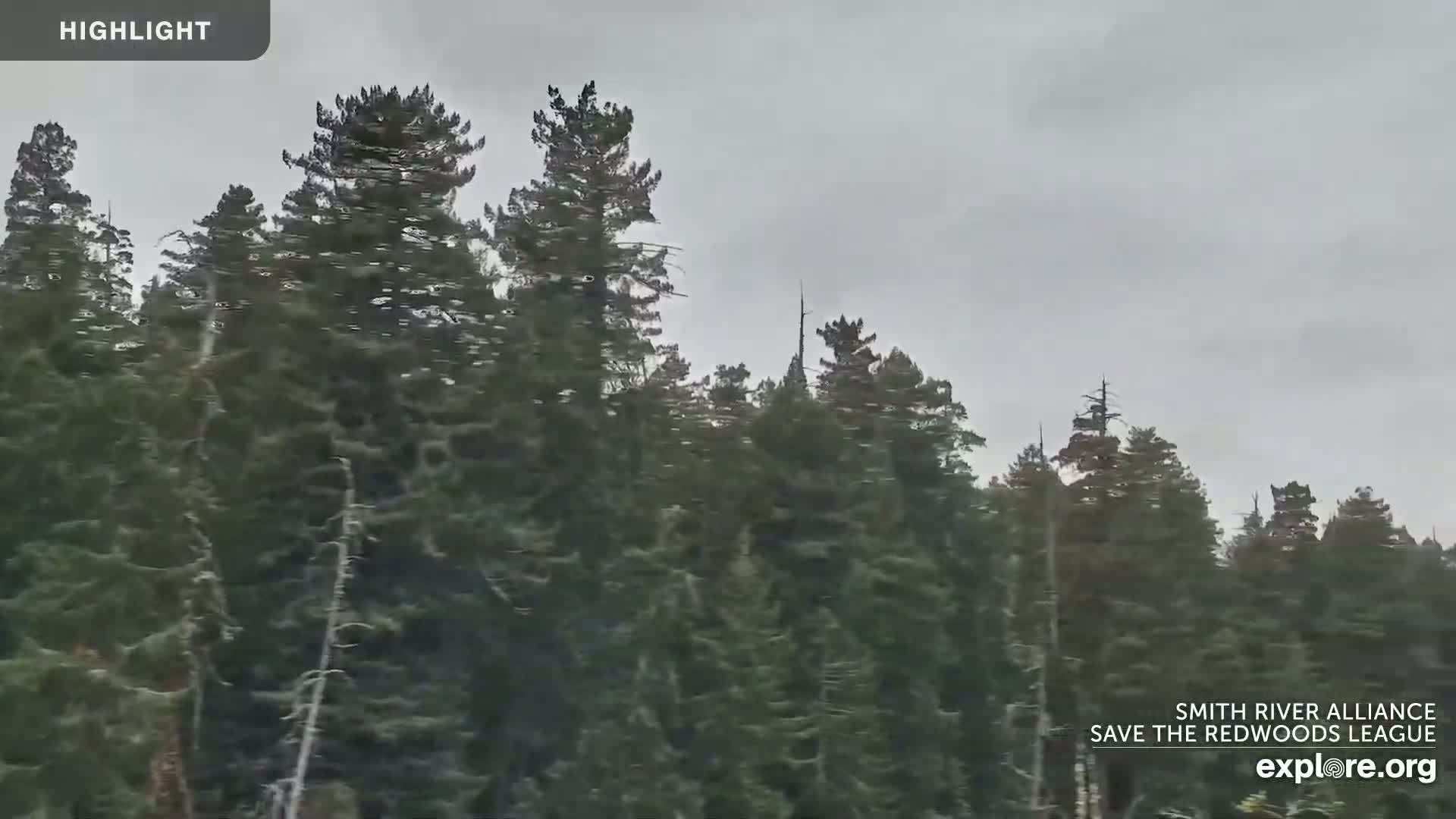 A dense forest of tall evergreen trees is visible under an overcast sky.