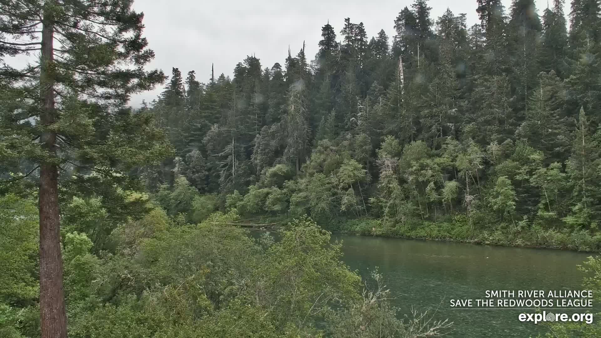 A river flows through a lush green forest under a gray, overcast sky.