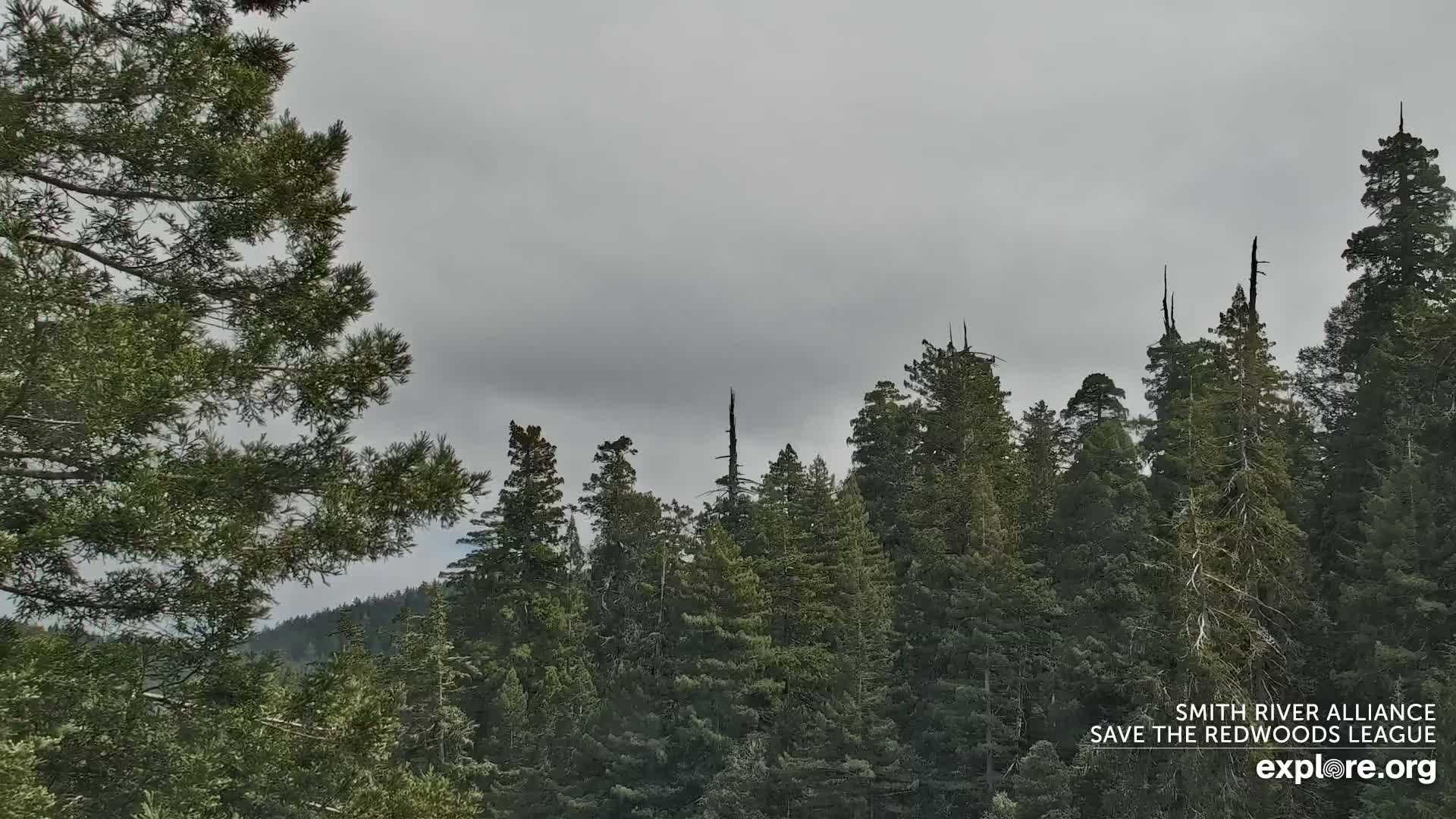 A dense forest of tall evergreen trees stretches across the image under an overcast sky.