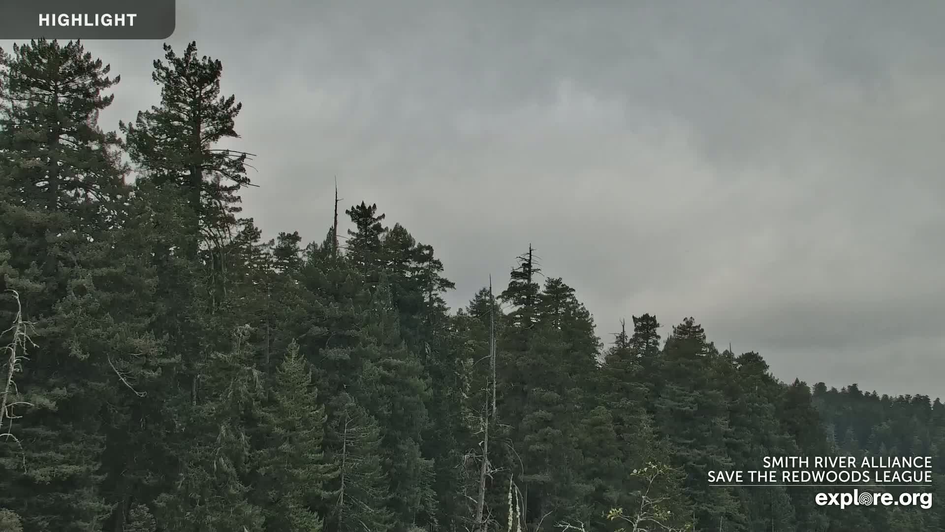 A dense forest of tall evergreen trees is visible under an overcast sky.