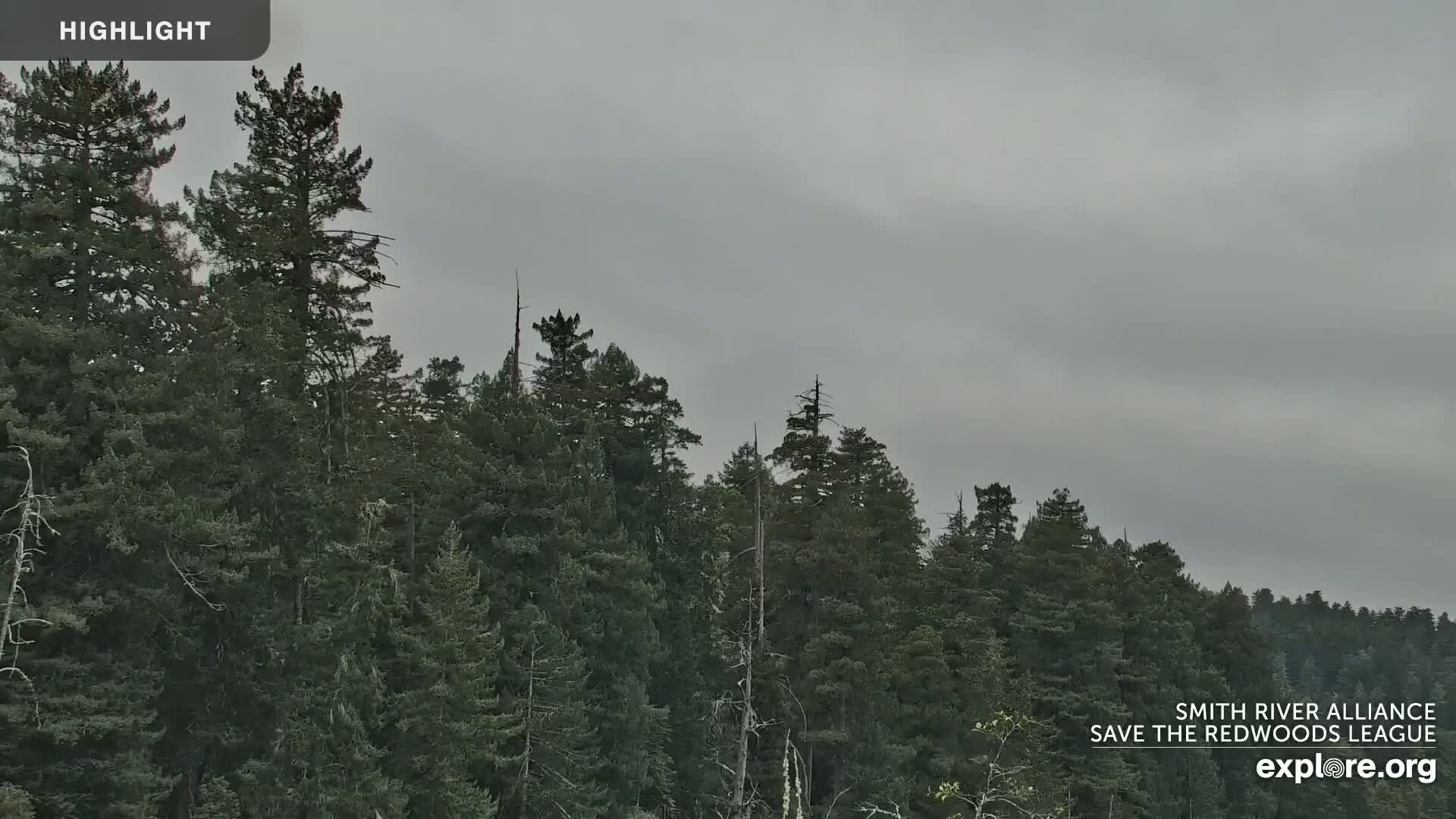 A dense forest of tall evergreen trees stretches across the image under an overcast sky.