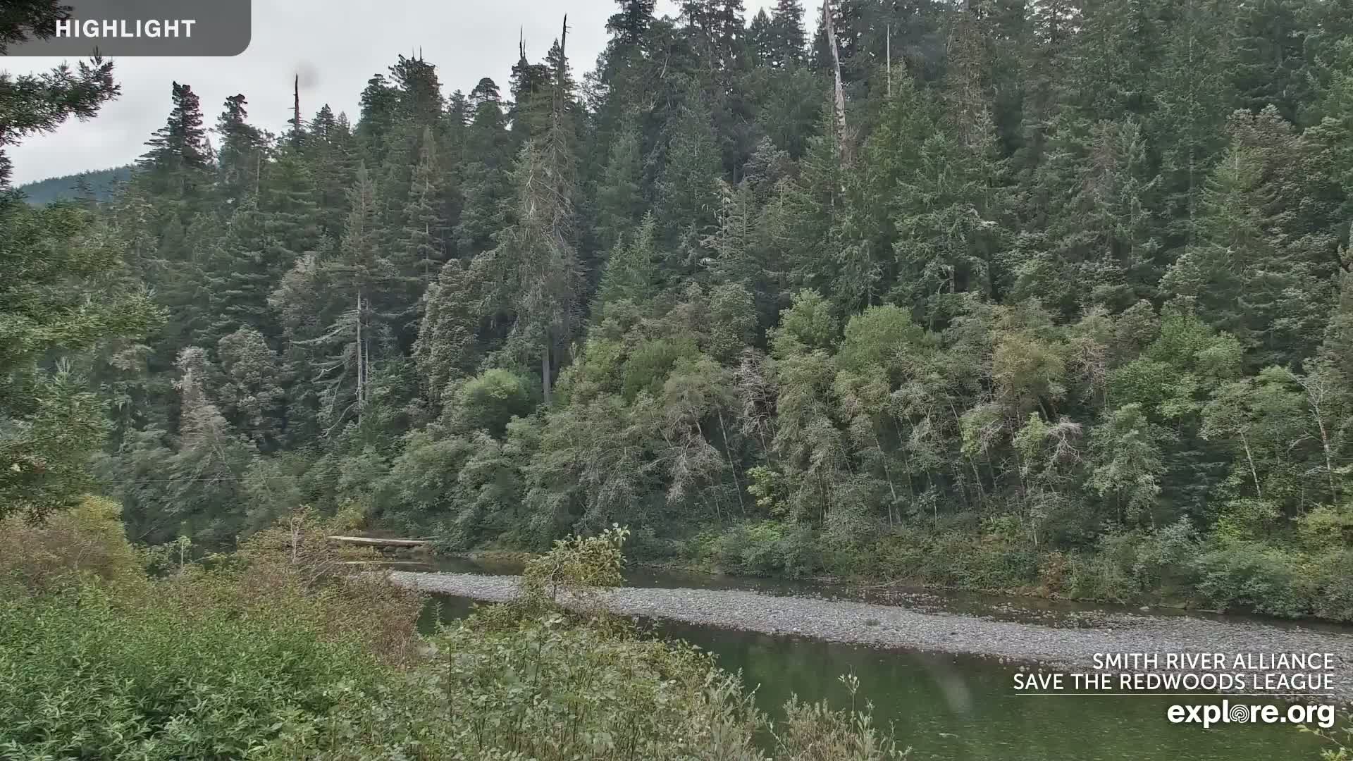 A river flows through a lush green forest under an overcast sky.
