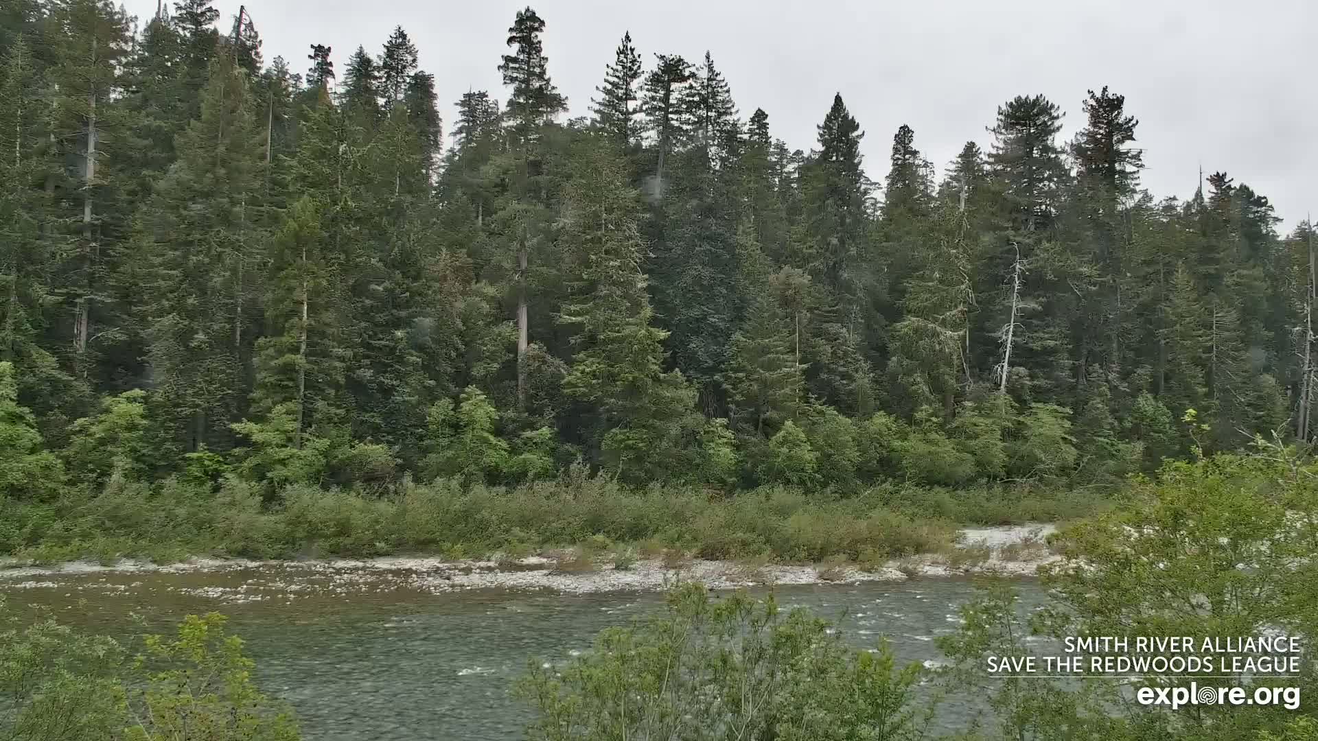 A calm river flows in front of a dense forest of tall evergreen trees under an overcast sky.