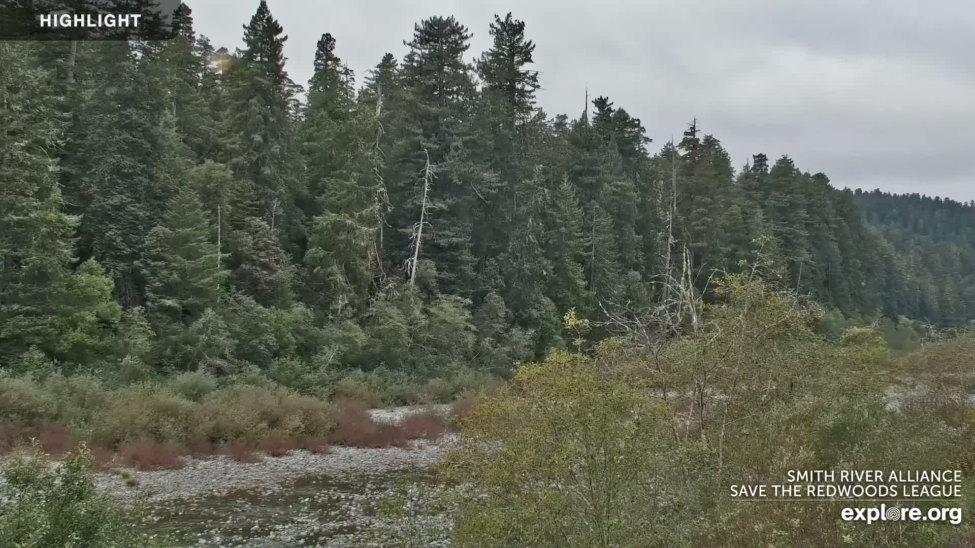 A rocky river flows in front of a dense forest of tall evergreen trees under an overcast sky.