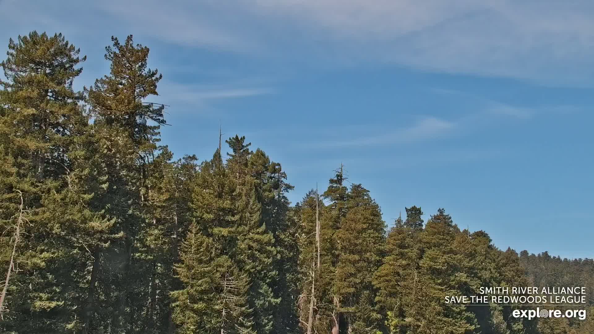 Tall evergreen trees fill the frame under a mostly clear, light blue sky.