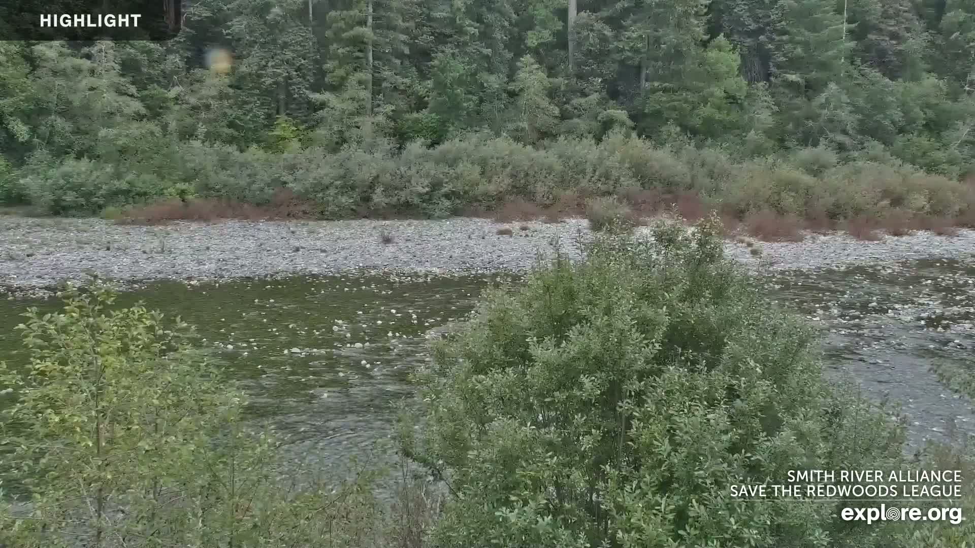 A rocky river flows gently through a lush green forest under an overcast sky.