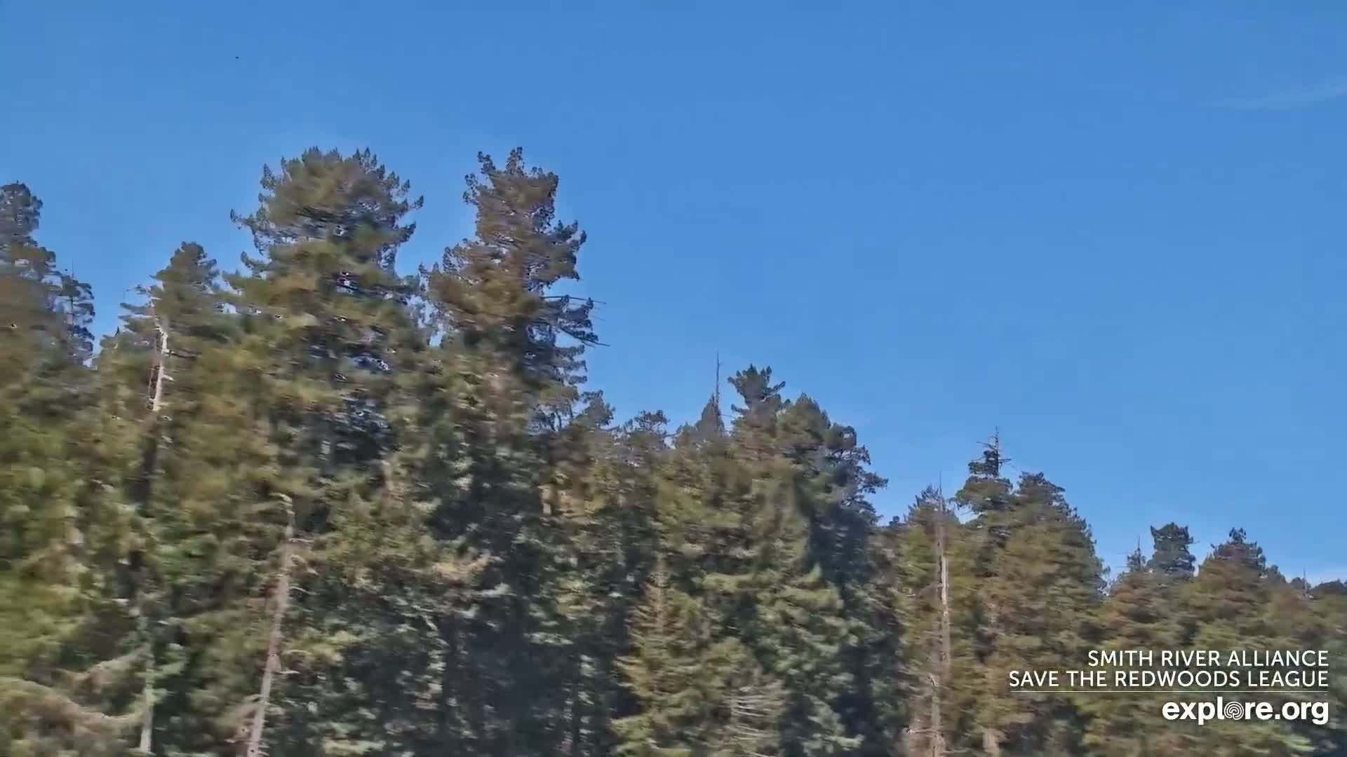 A dense forest of tall evergreen trees is visible against a clear, bright blue sky.