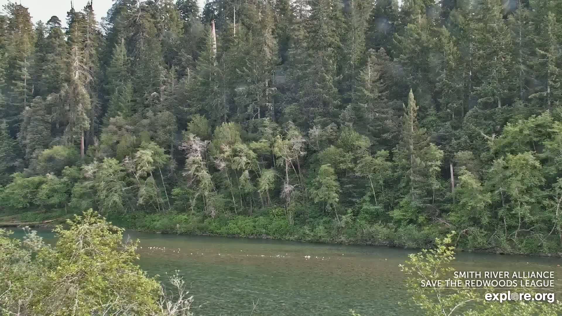 A calm river flows through a lush forest of tall evergreen trees under a mostly clear sky.