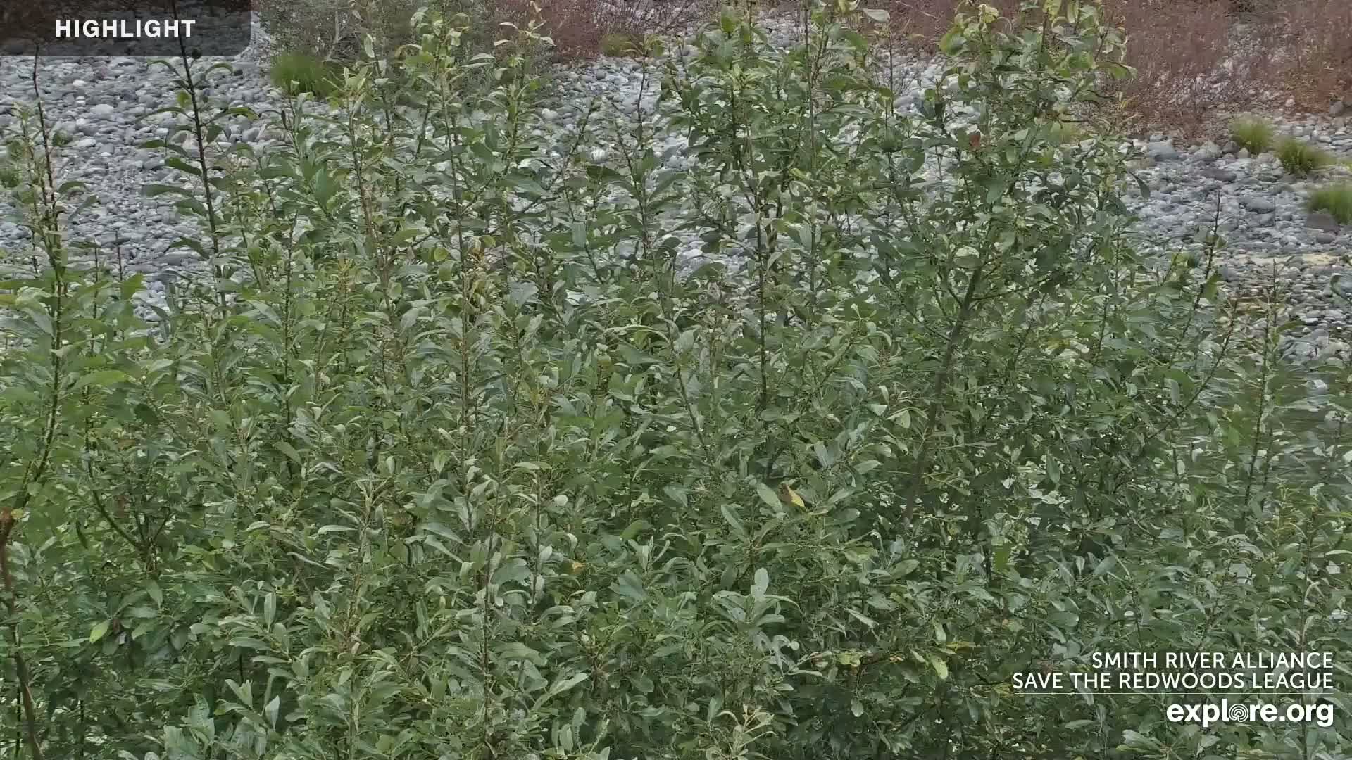 A dense thicket of green shrubs sits before a rocky riverbed under an overcast sky.