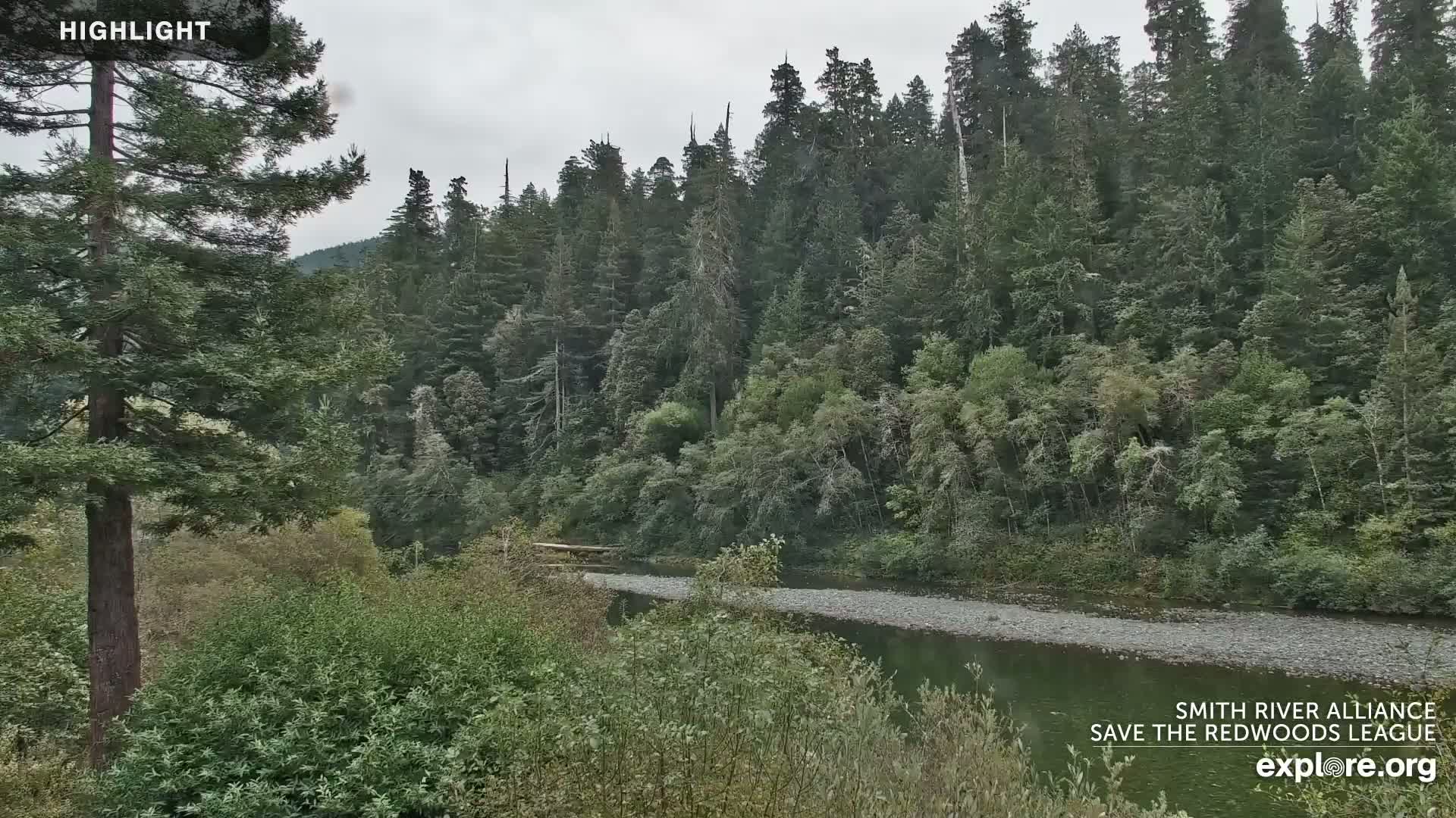 A river flows through a lush green forest under an overcast sky.