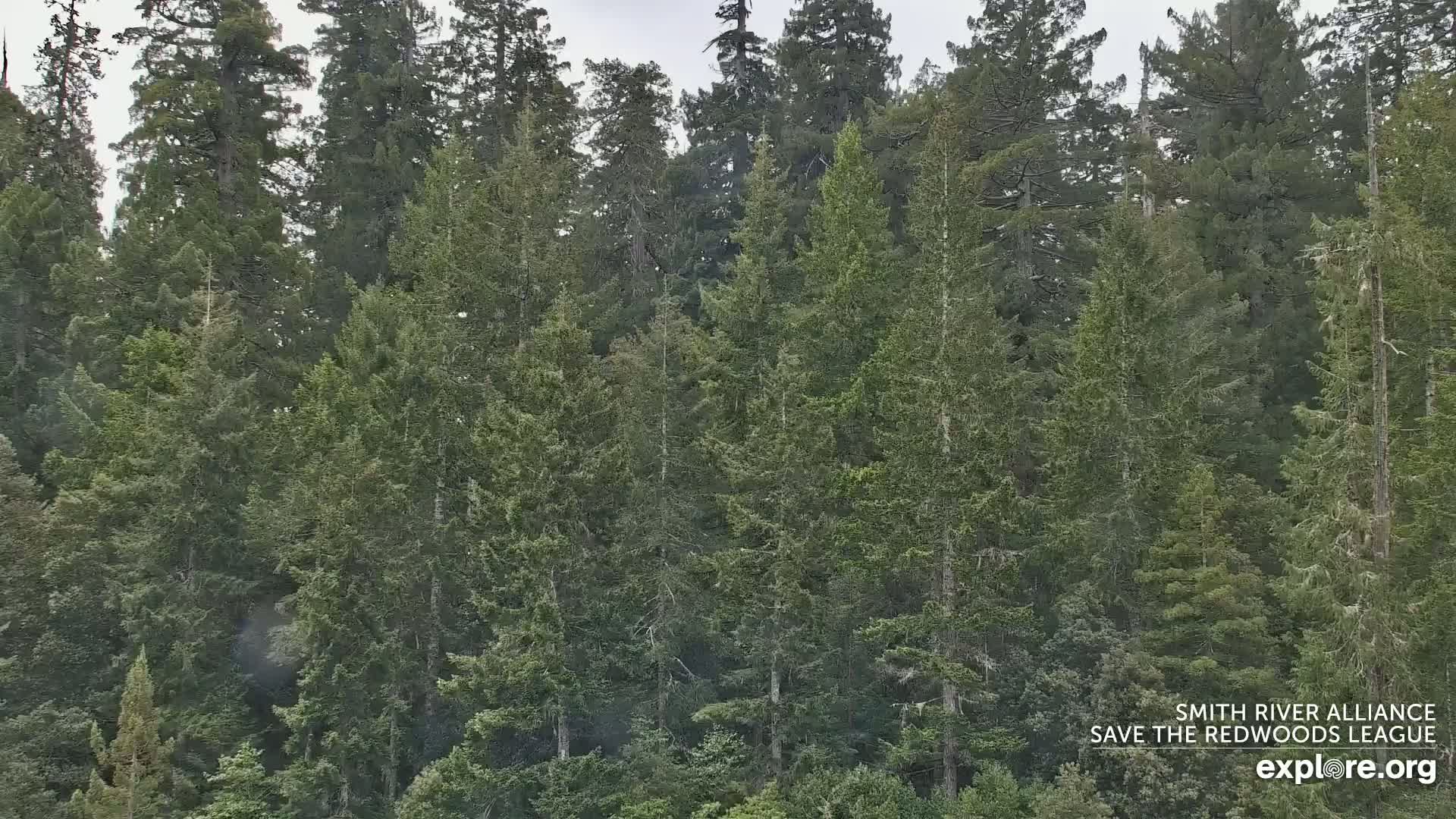 A dense forest of tall evergreen trees is lightly dusted with snow under an overcast sky.