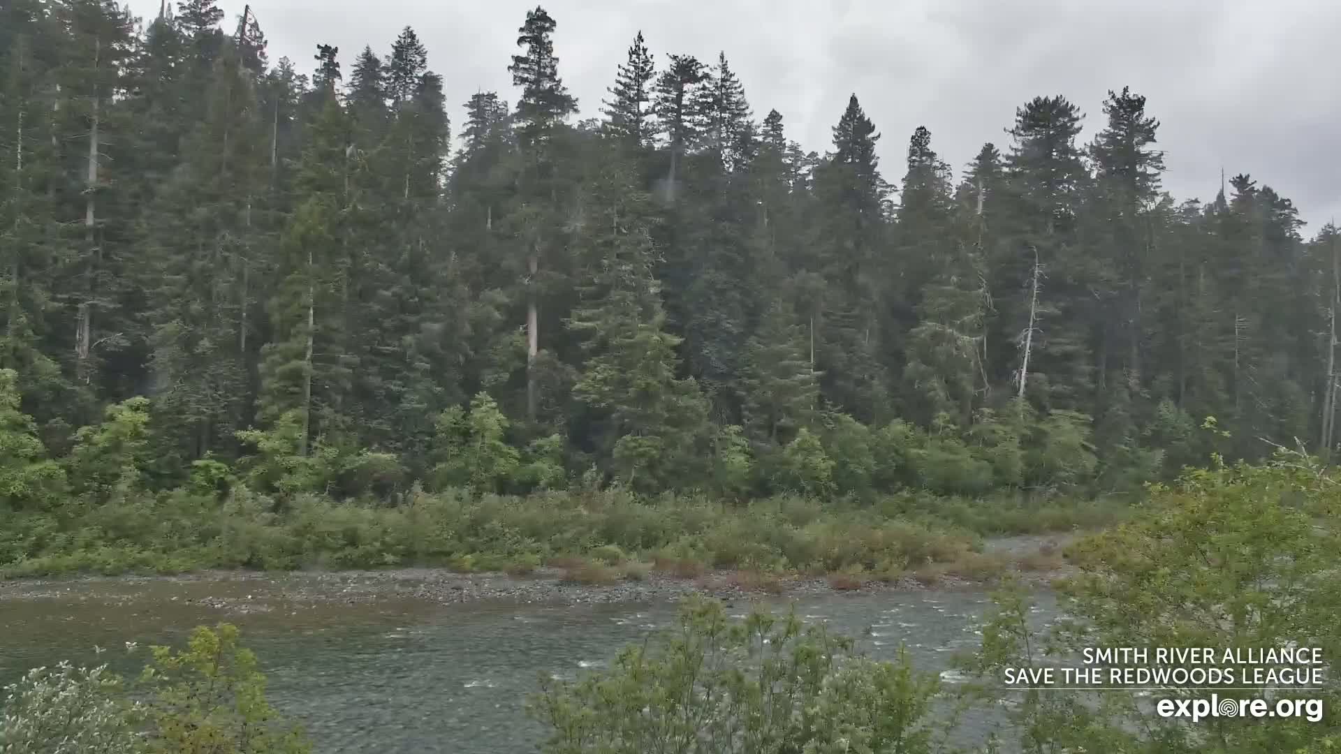A river flows gently past a lush green bank and a dense forest of tall evergreen trees under a cloudy, rainy sky.