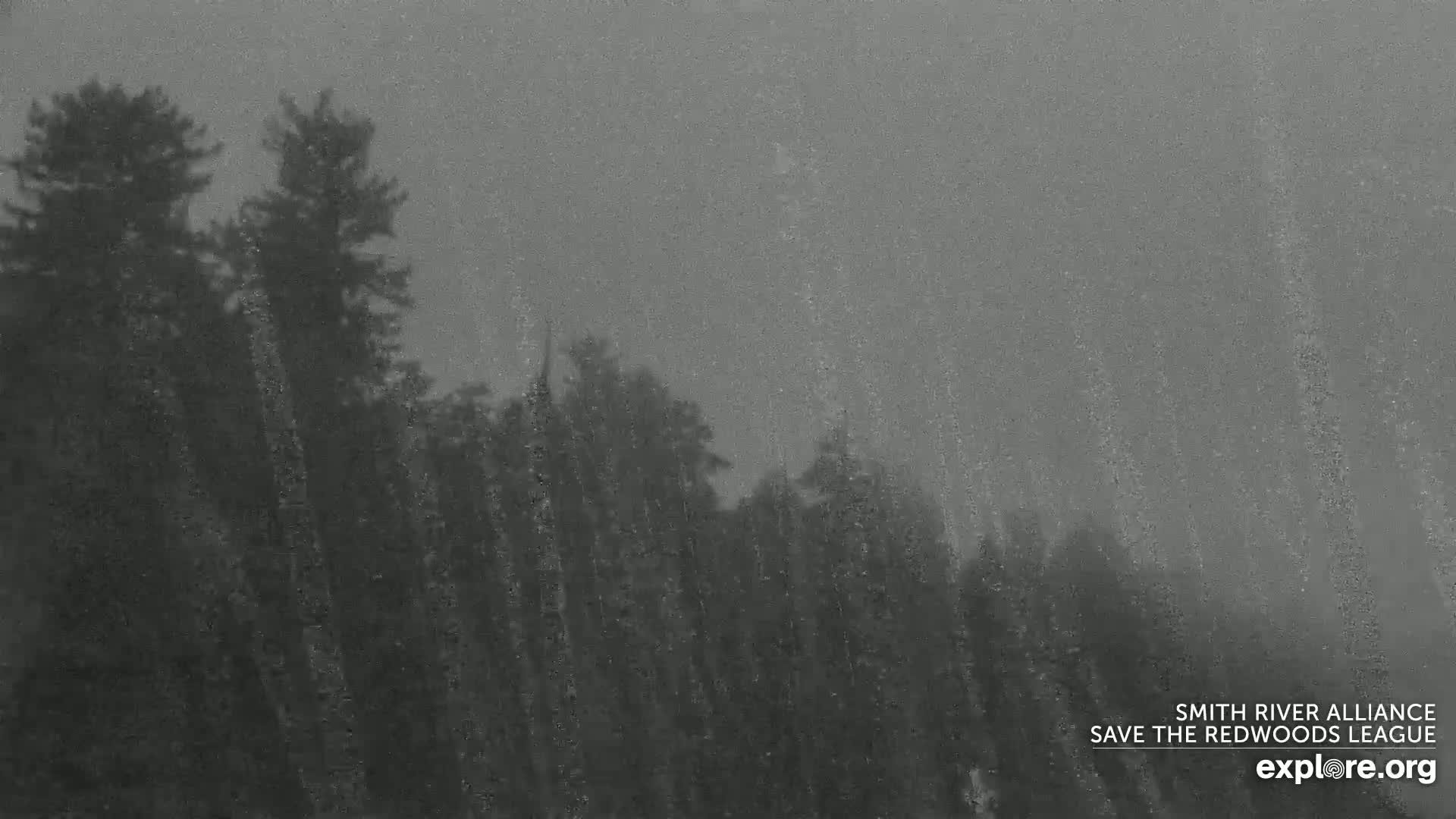 A dark, blurry view of a line of evergreen trees in heavy rain.