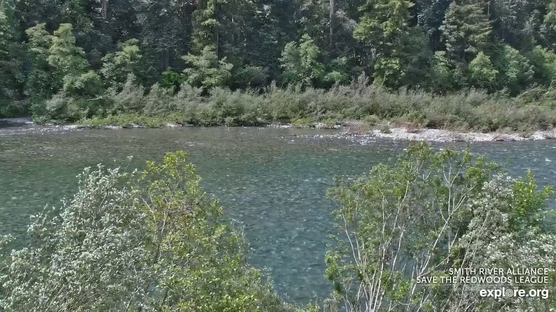 A clear, shallow river flows through a lush green forest on a sunny day.