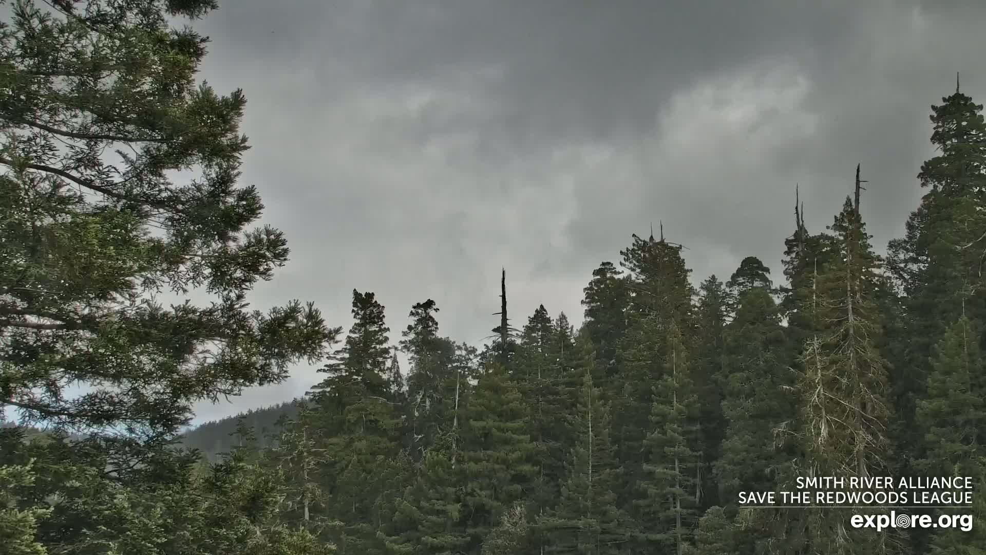 A dense forest of tall, dark green evergreen trees stands under a heavily overcast, gray sky.