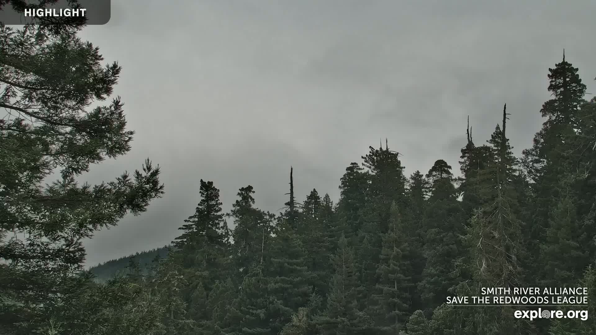 Crescent City, Jedediah Smith Redwoods State Park & Smith River Live Cam - Crescent City, Del Norte, California, USA
