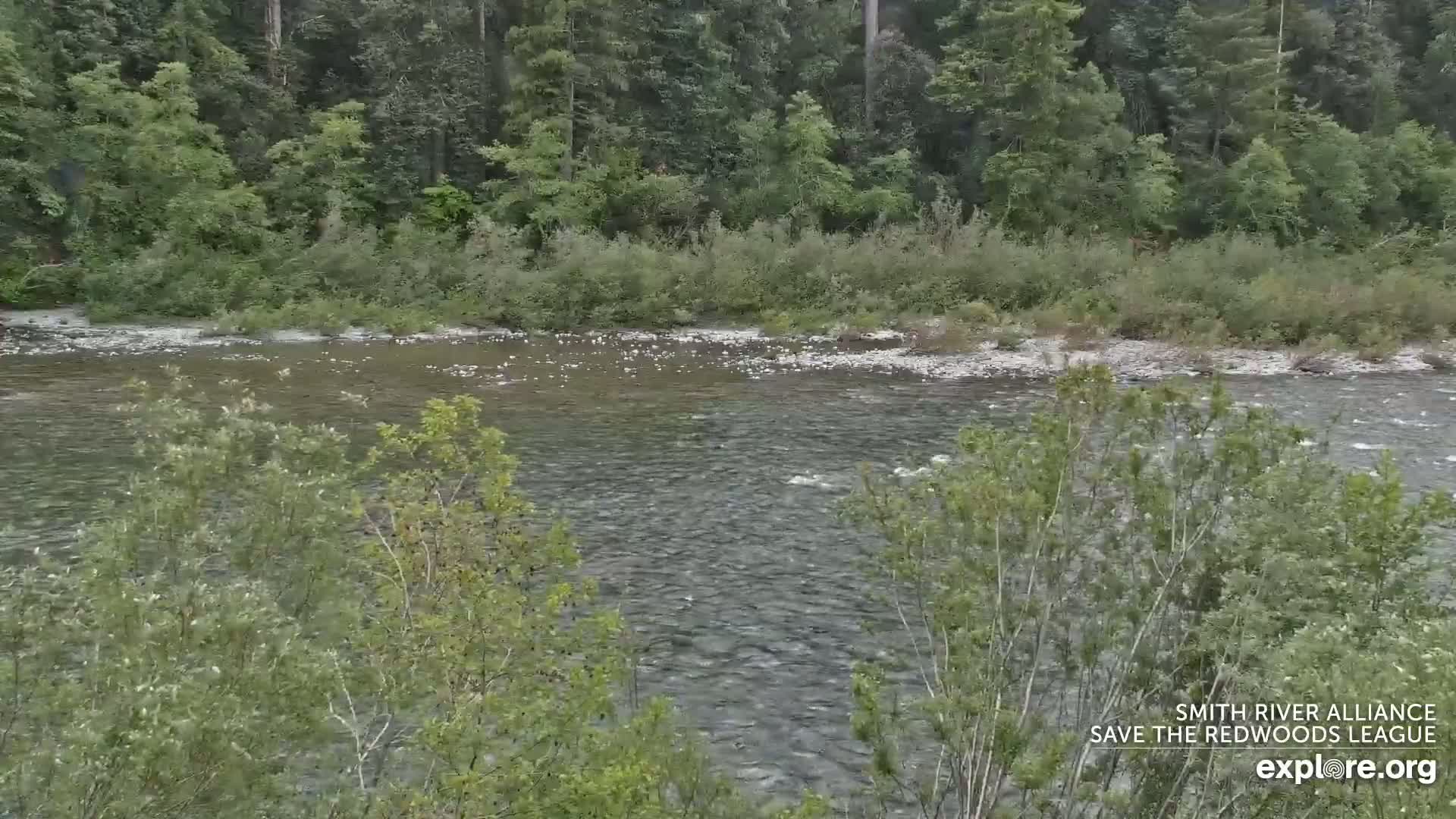 A rocky river flows gently through a lush green forest under an overcast sky.