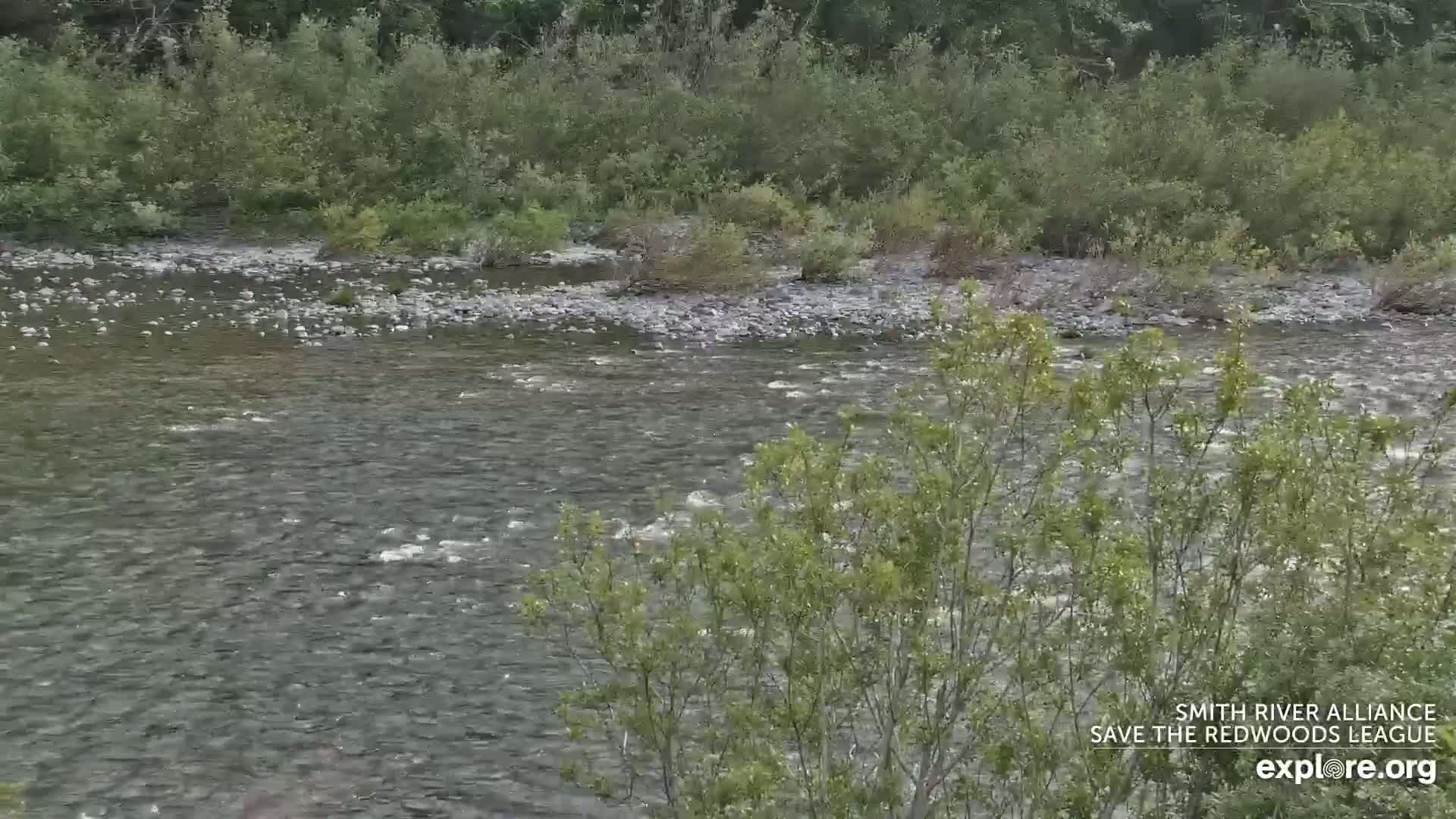 Crescent City, Jedediah Smith Redwoods State Park & Smith River Live Cam - Crescent City, Del Norte, California, USA