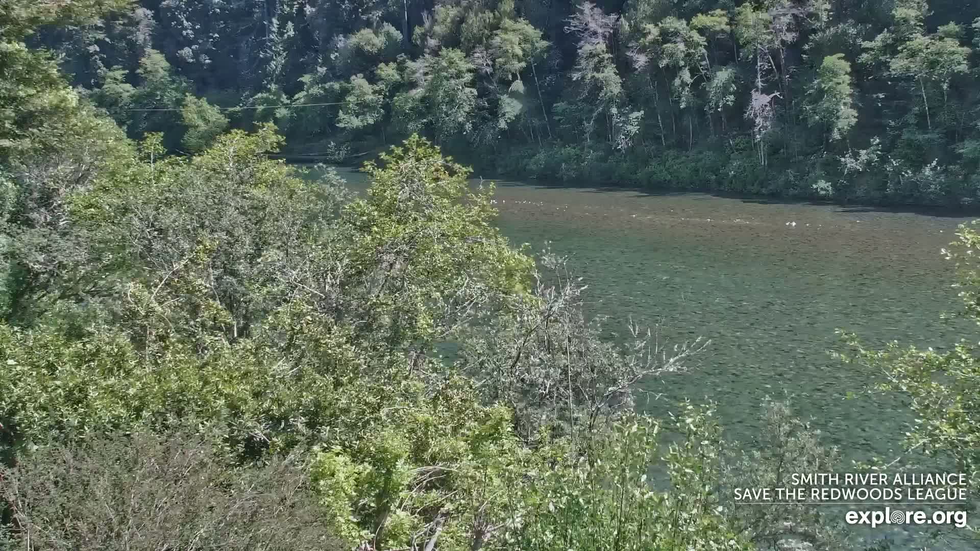 A calm, greenish river flows beneath a lush green forest on a sunny day.