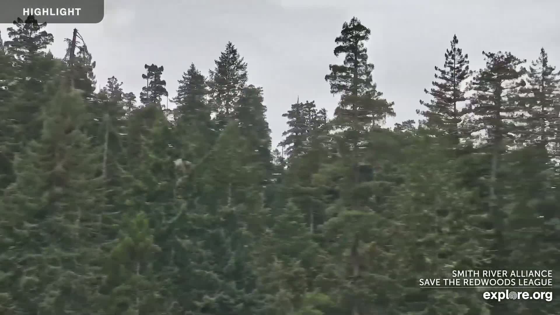 A dense forest of tall evergreen trees is visible under an overcast sky.
