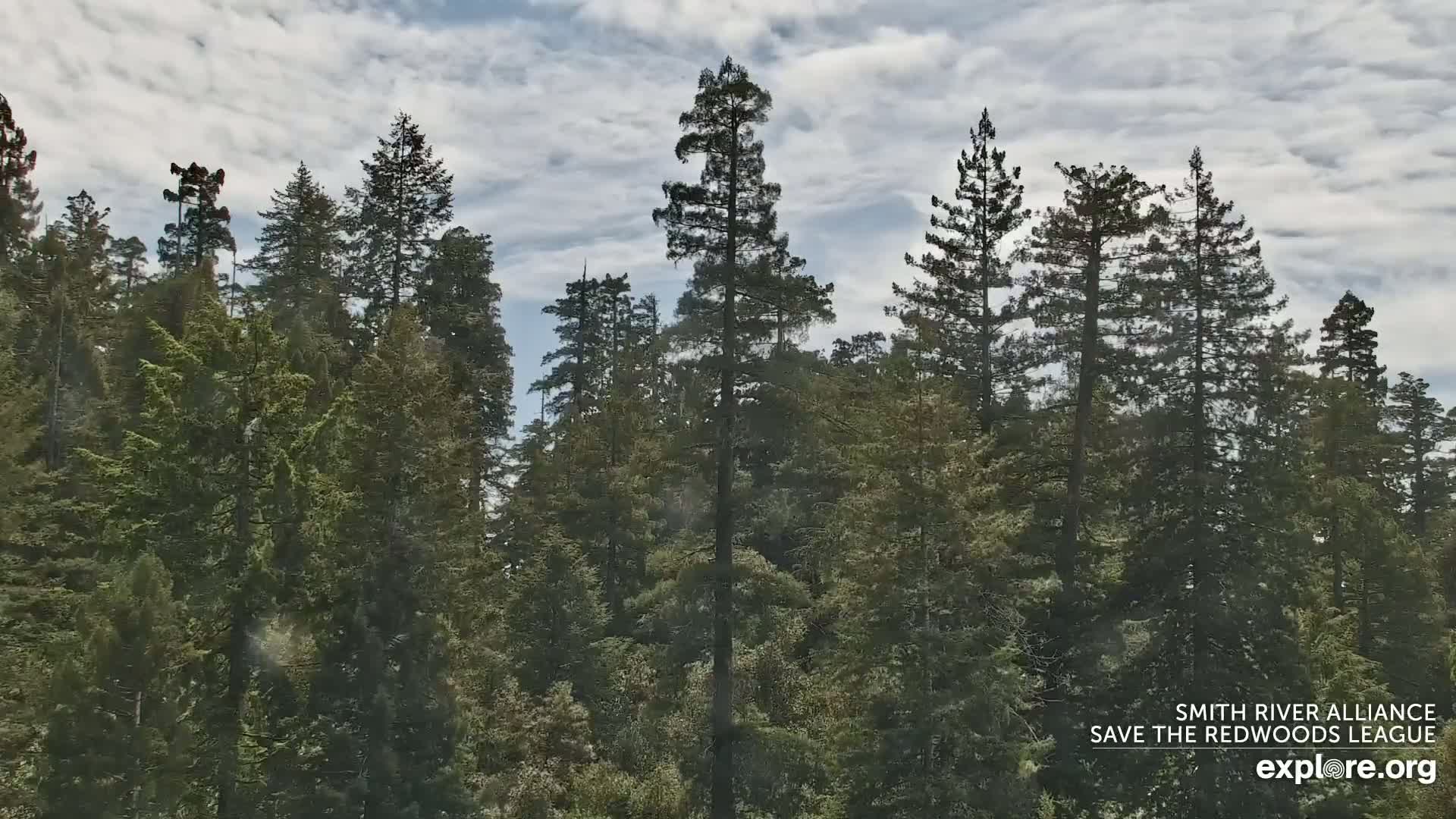 Crescent City, Jedediah Smith Redwoods State Park & Smith River Live Cam - Crescent City, Del Norte, California, USA
