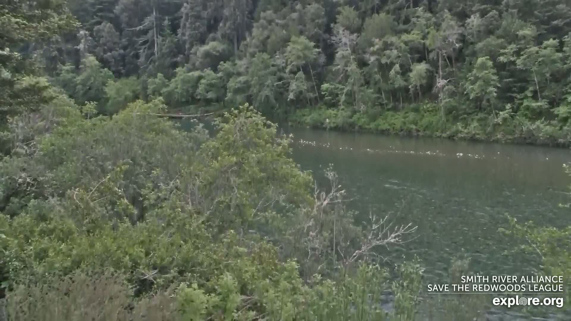 Crescent City, Jedediah Smith Redwoods State Park & Smith River Live Cam - Crescent City, Del Norte, California, USA