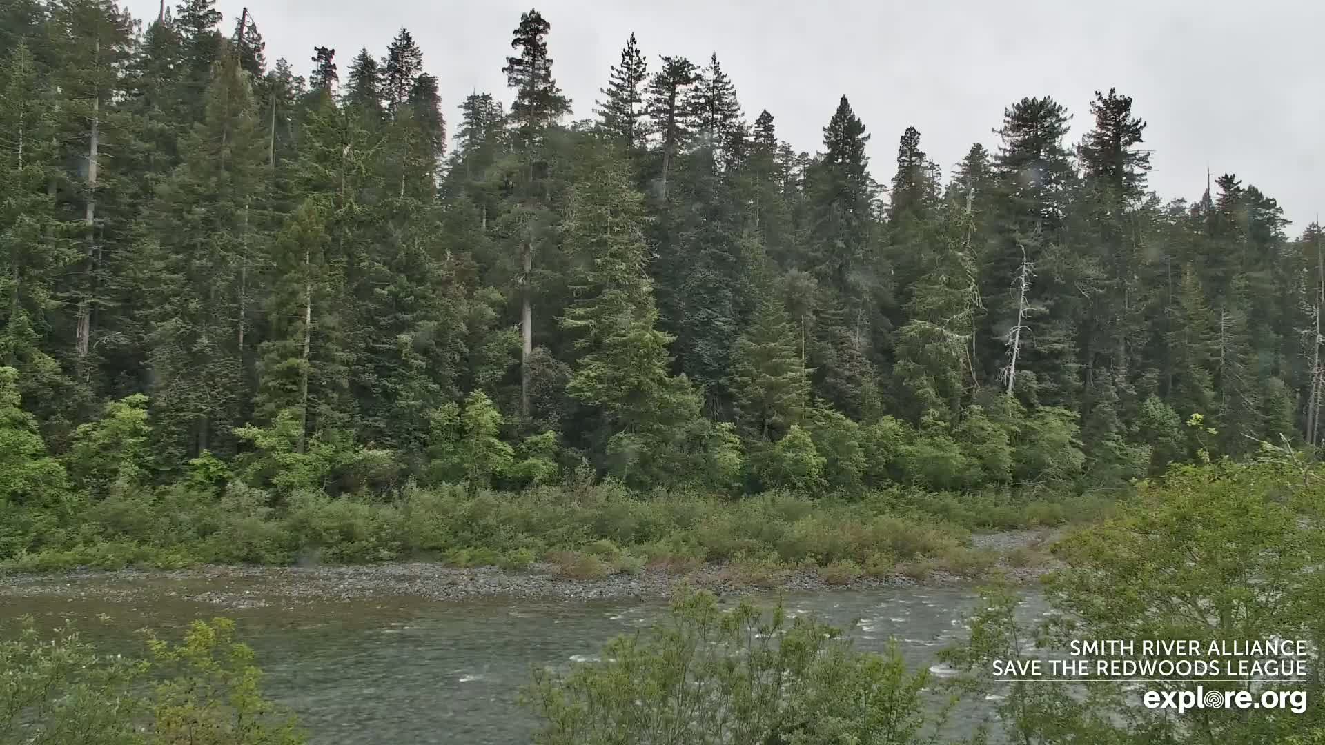 A calm river flows through a lush green forest under a gray, overcast sky.