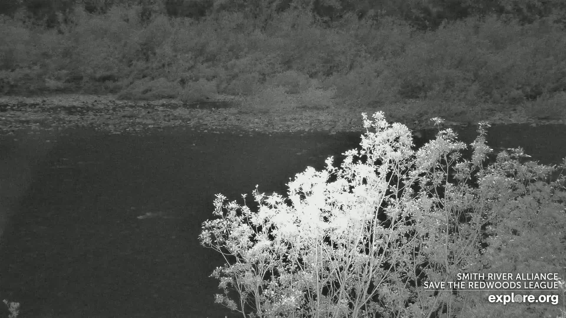 A dark body of water is partially visible behind a cluster of leafless shrubs at night.