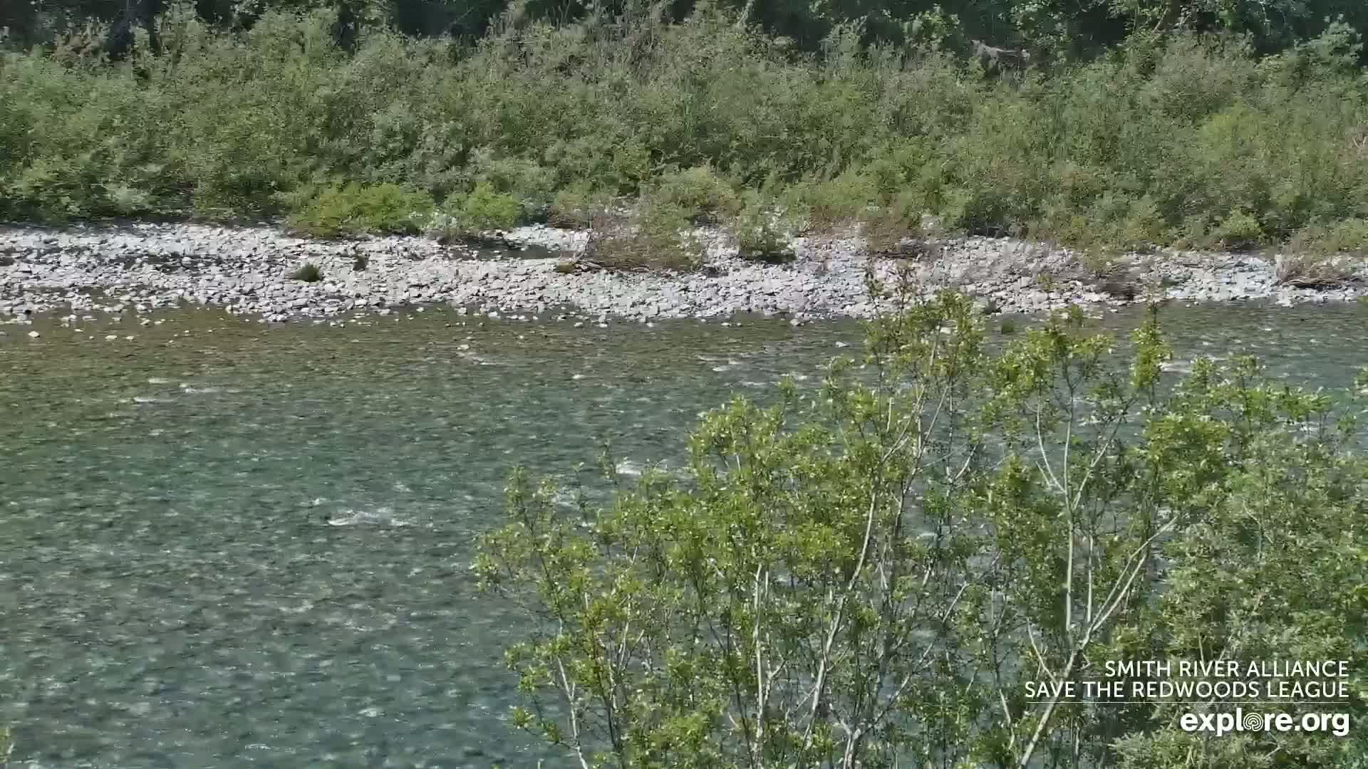 A rocky river flows gently under a sunny sky, bordered by lush green vegetation.