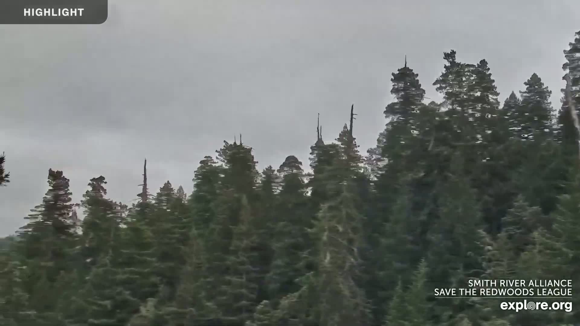 A dense forest of tall evergreen trees is visible under an overcast, gray sky.