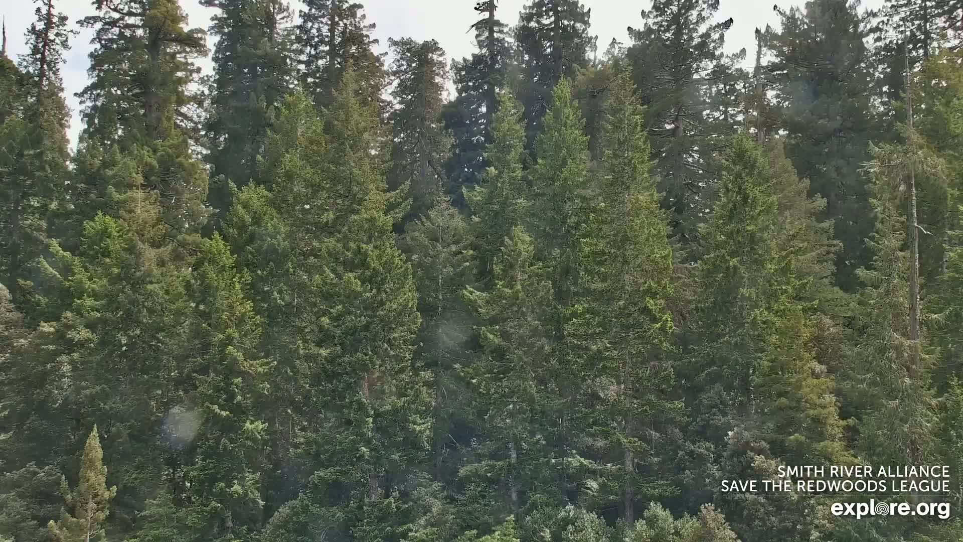 A dense forest of tall evergreen trees is visible, with a light mist or fog present.
