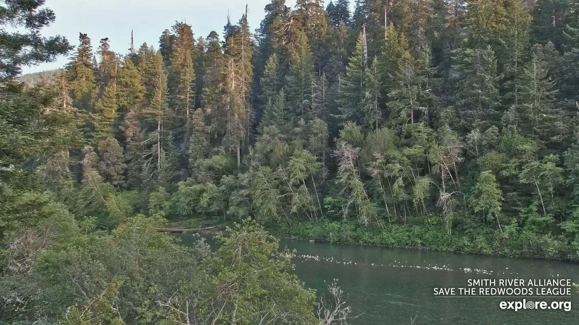 Crescent City, Jedediah Smith Redwoods State Park & Smith River Live Cam - Crescent City, Del Norte, California, USA