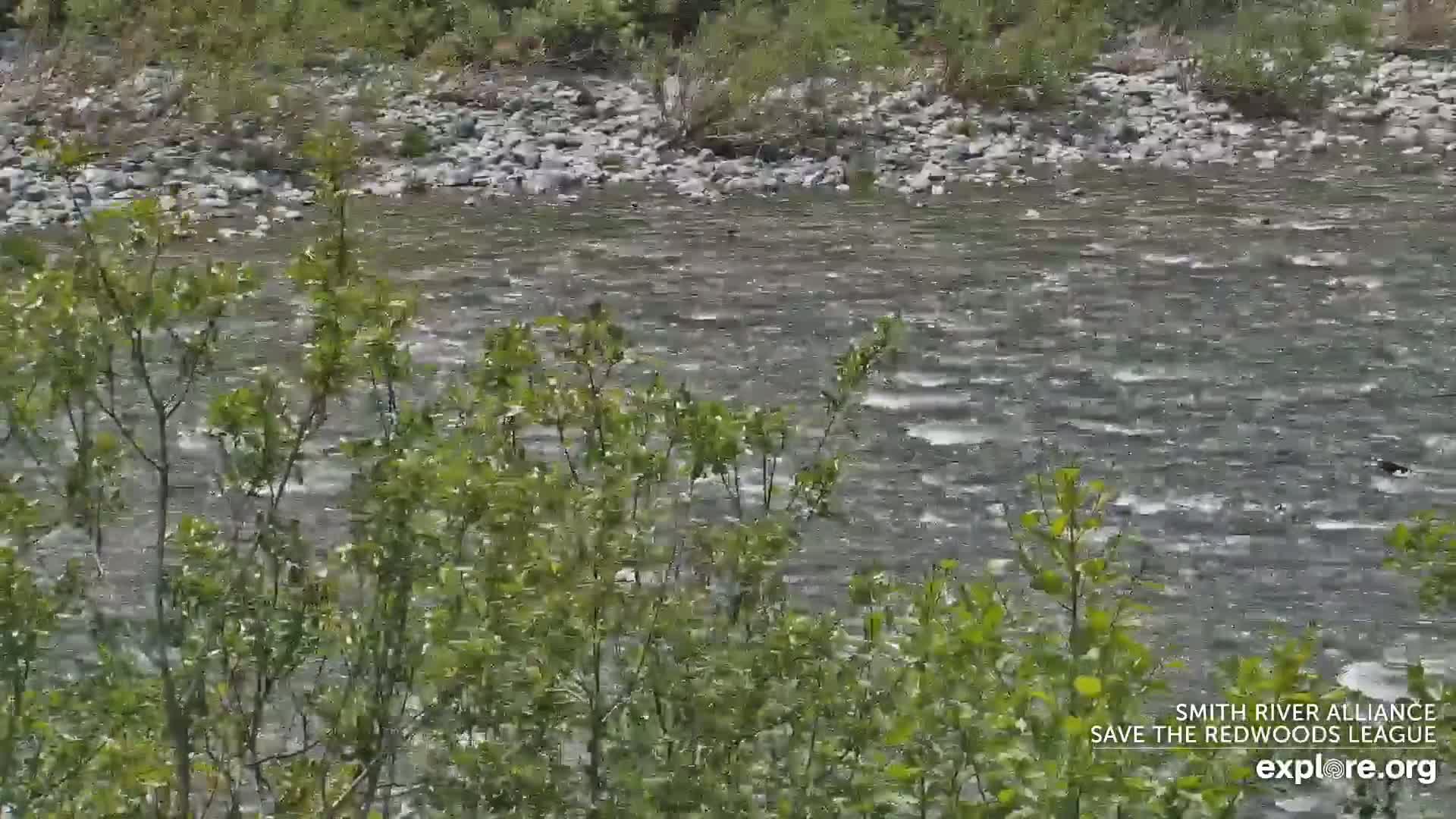 A fast-moving river is seen through the foreground of green bushes and shrubs.