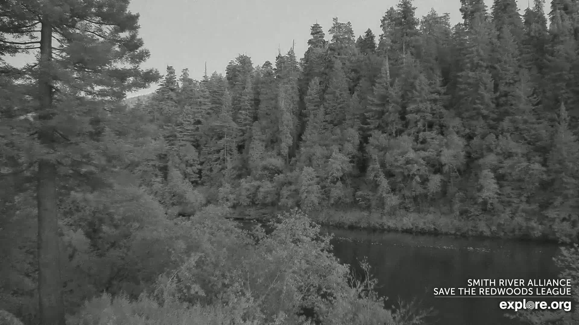 A grayscale view shows a calm river winding through a dense forest of tall evergreen trees under an overcast sky.