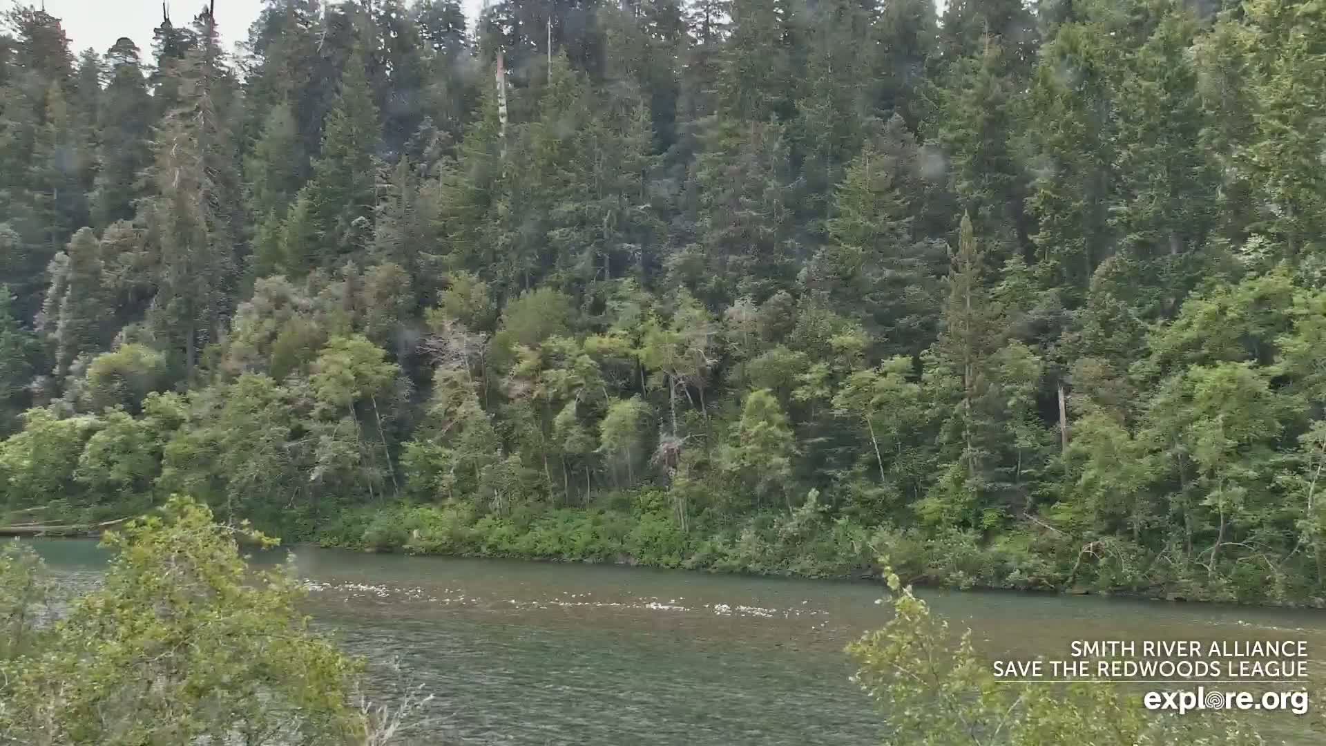 A river flows in front of a lush green forest on an overcast day.