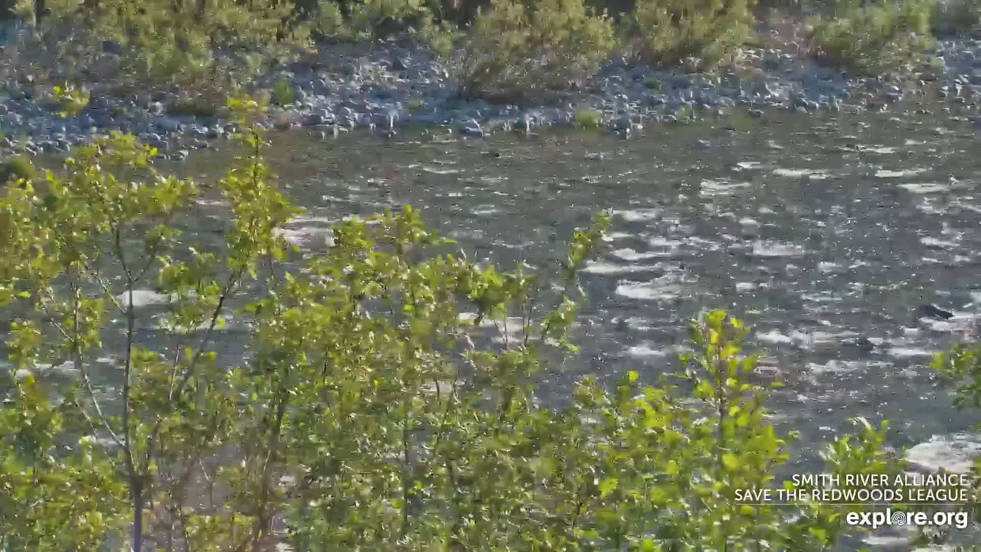 A swiftly flowing river is partially obscured by green vegetation on a sunny day.