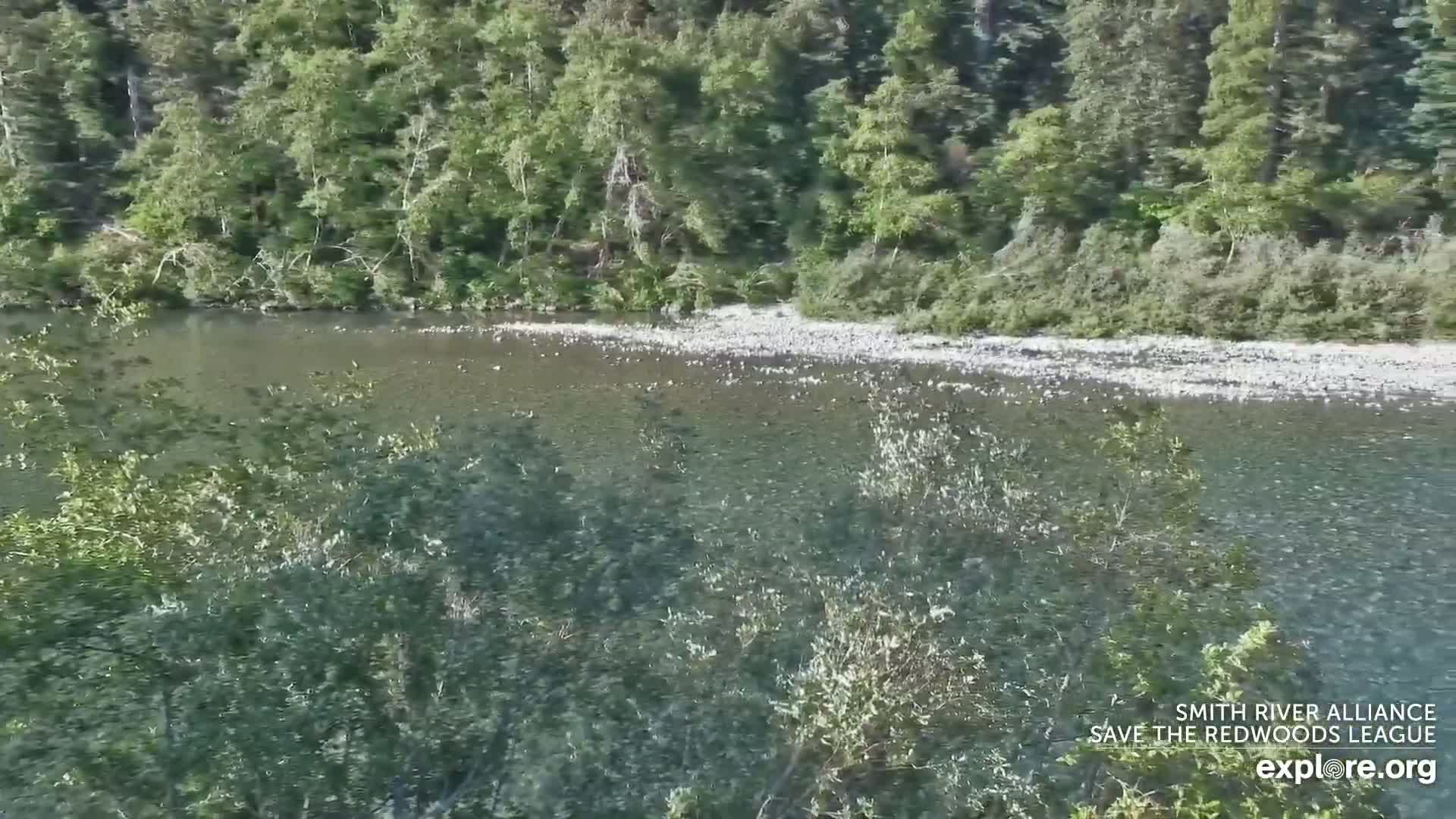 A calm river with a rocky bottom flows past a lush green forest on a sunny day.