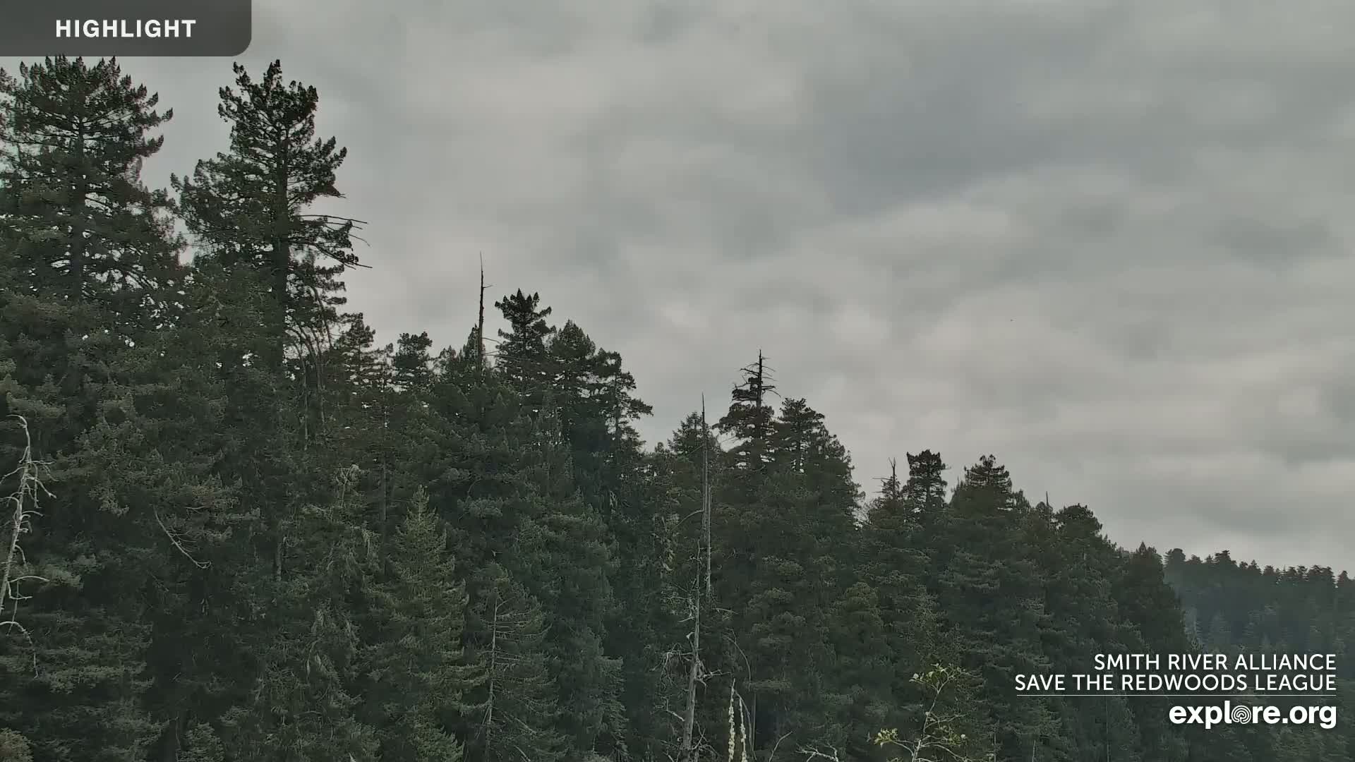 A dense forest of tall, dark evergreen trees stretches across the frame under a cloudy, overcast sky.
