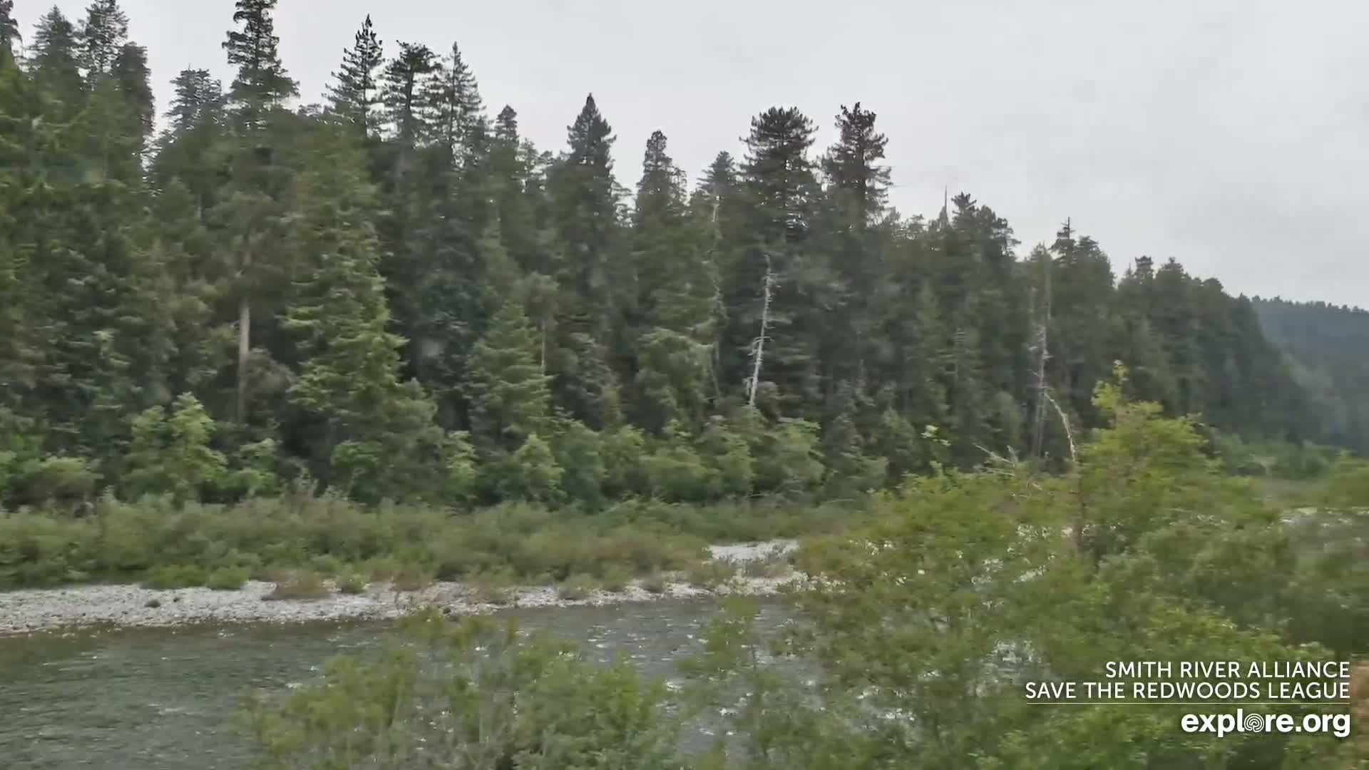 A river flows through a lush, green forest under an overcast sky.