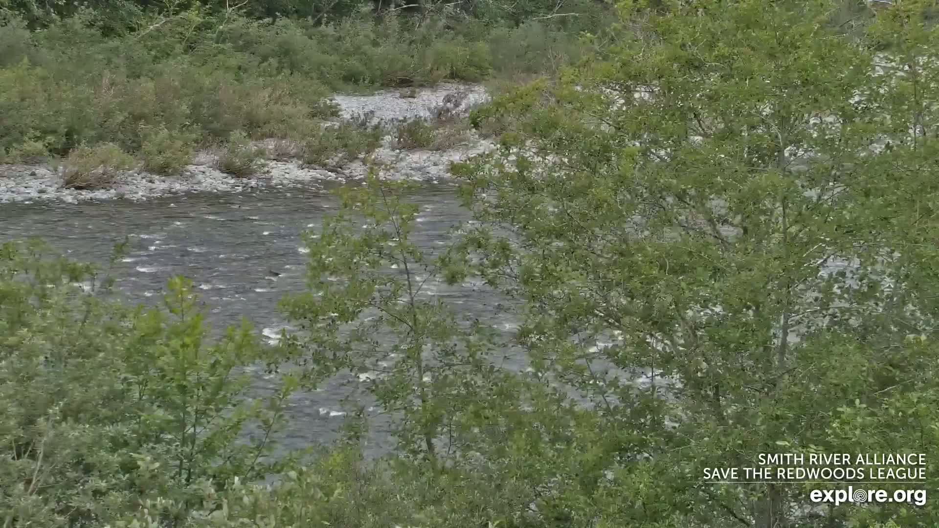Crescent City, Jedediah Smith Redwoods State Park & Smith River Live Cam - Crescent City, Del Norte, California, USA