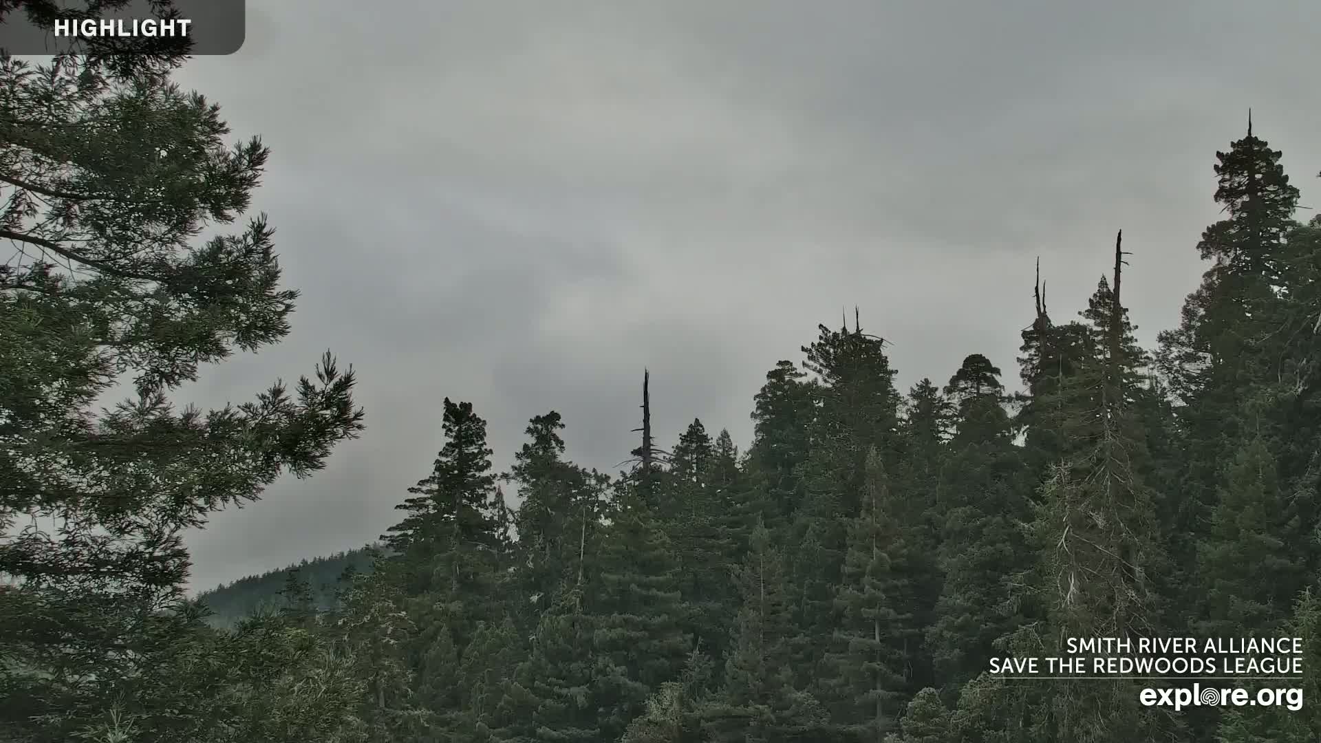 Crescent City, Jedediah Smith Redwoods State Park & Smith River Live Cam - Crescent City, Del Norte, California, USA