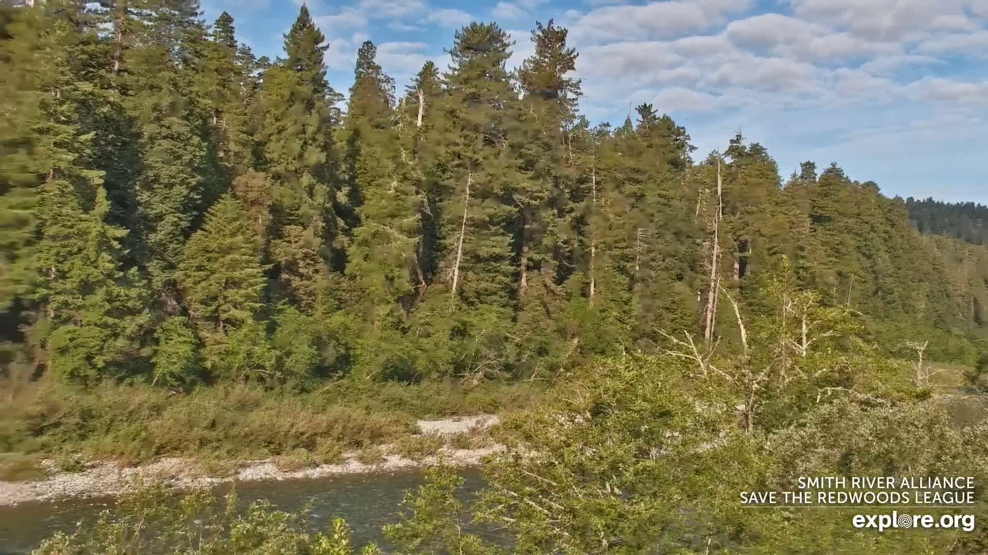 A river flows gently past a lush forest of tall evergreen trees under a partly cloudy sky.