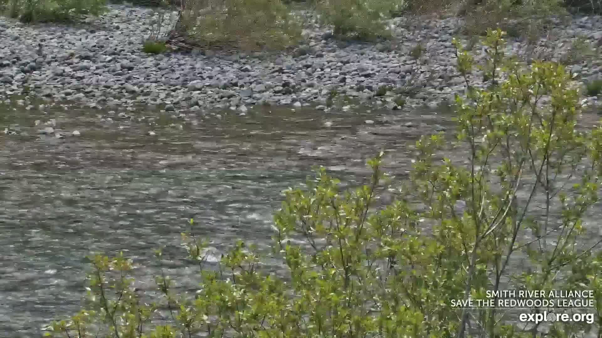 Crescent City, Jedediah Smith Redwoods State Park & Smith River Live Cam - Crescent City, Del Norte, California, USA