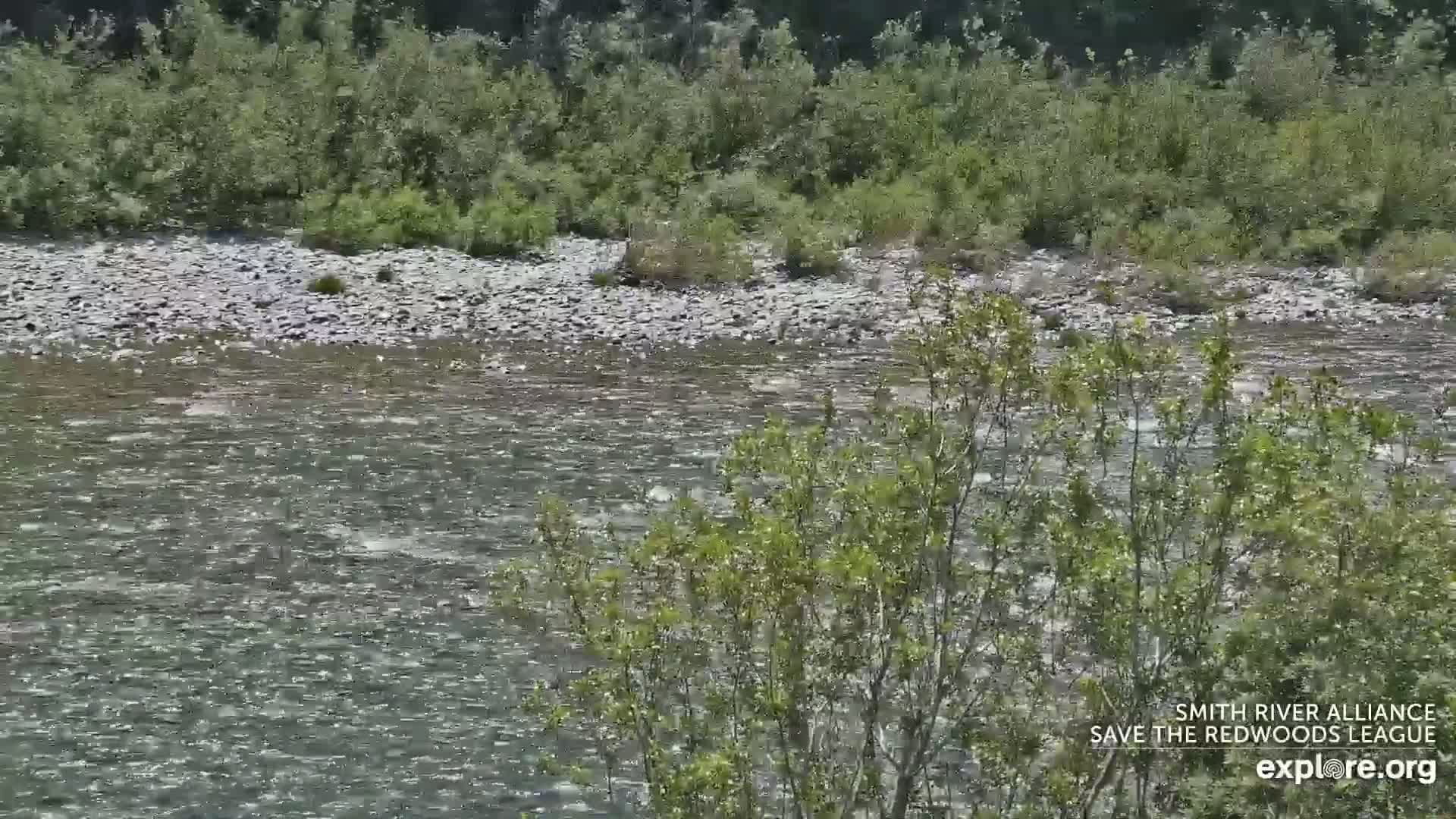 A shallow, swiftly flowing river with a rocky bed is partially obscured by foreground vegetation under a sunny sky.