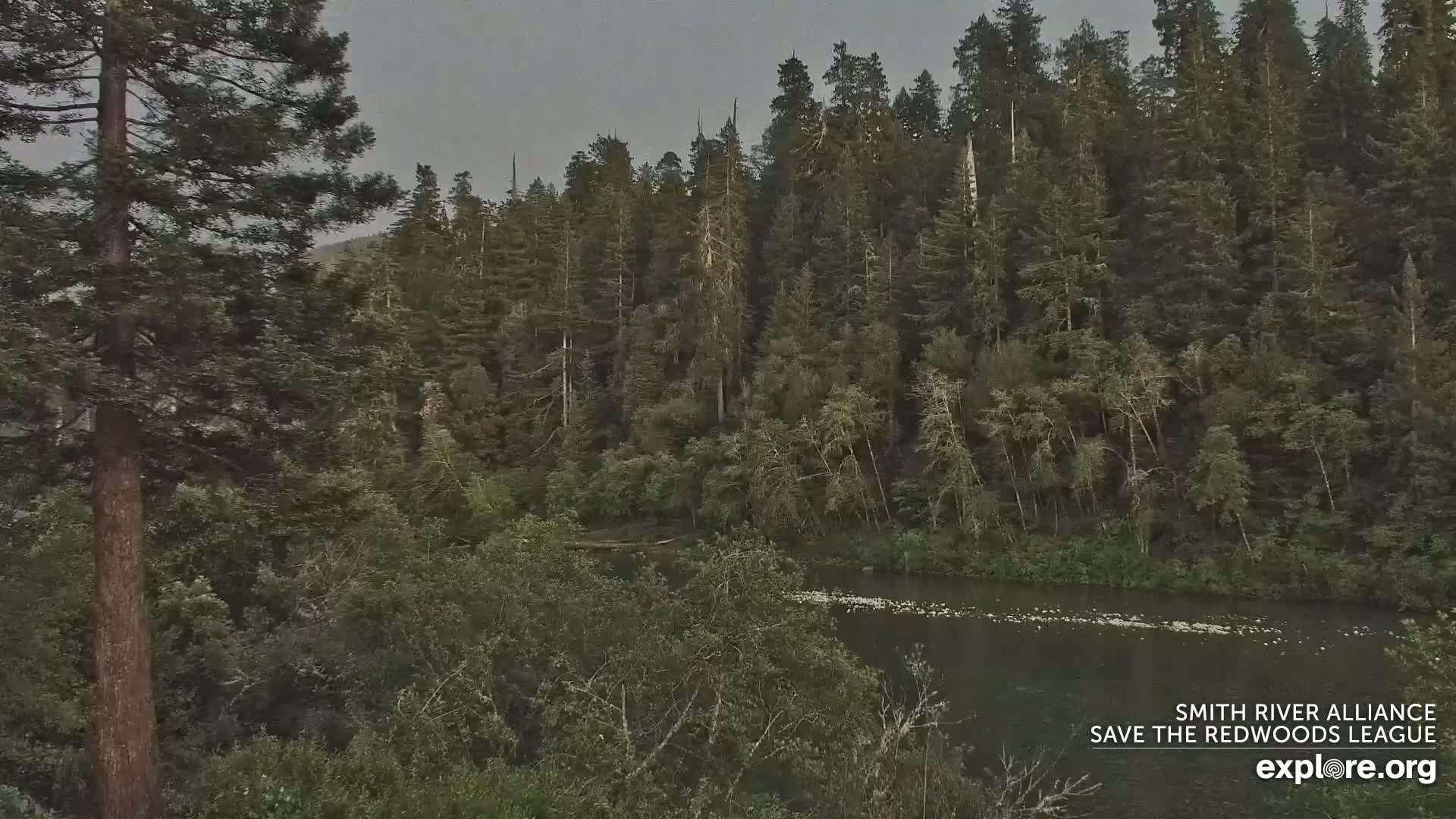 A river flows through a lush forest of tall evergreens under an overcast sky.