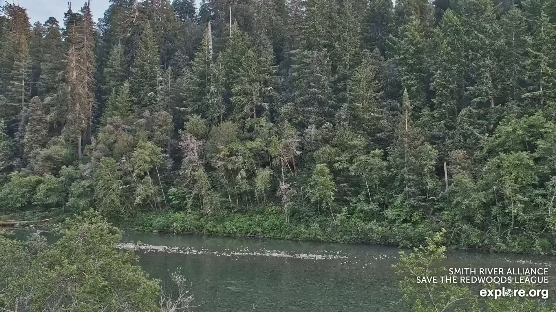 A calm river flows through a lush forest of tall evergreen trees under a mostly cloudy sky.