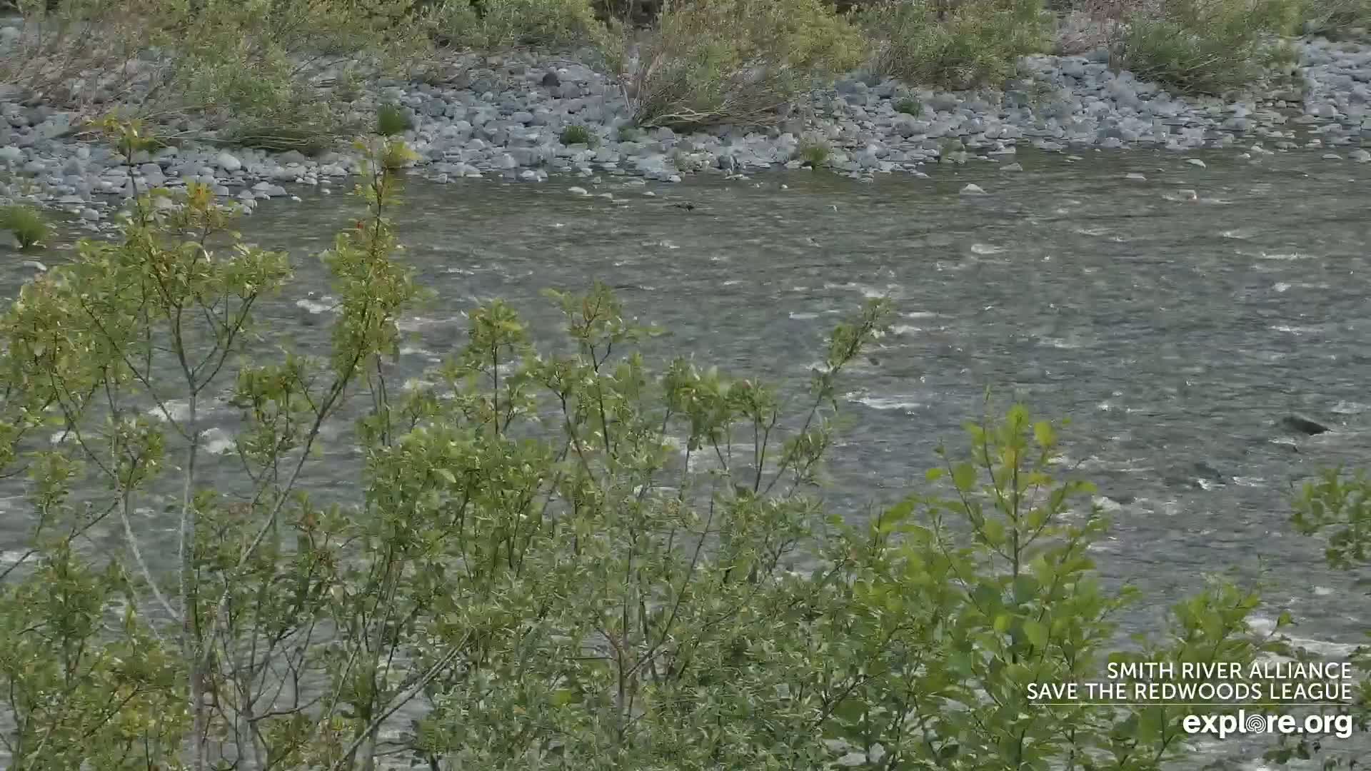 A swiftly flowing river is partially obscured by green shrubs and bushes along its rocky bank.