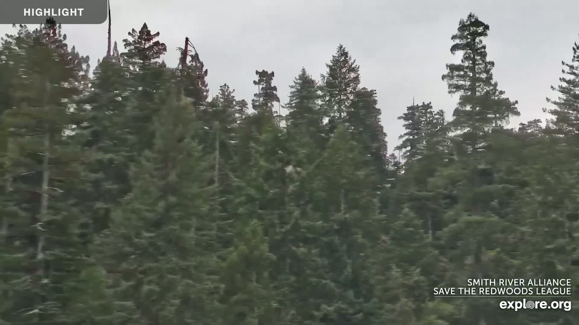 A dense forest of tall evergreen trees is visible under an overcast sky.