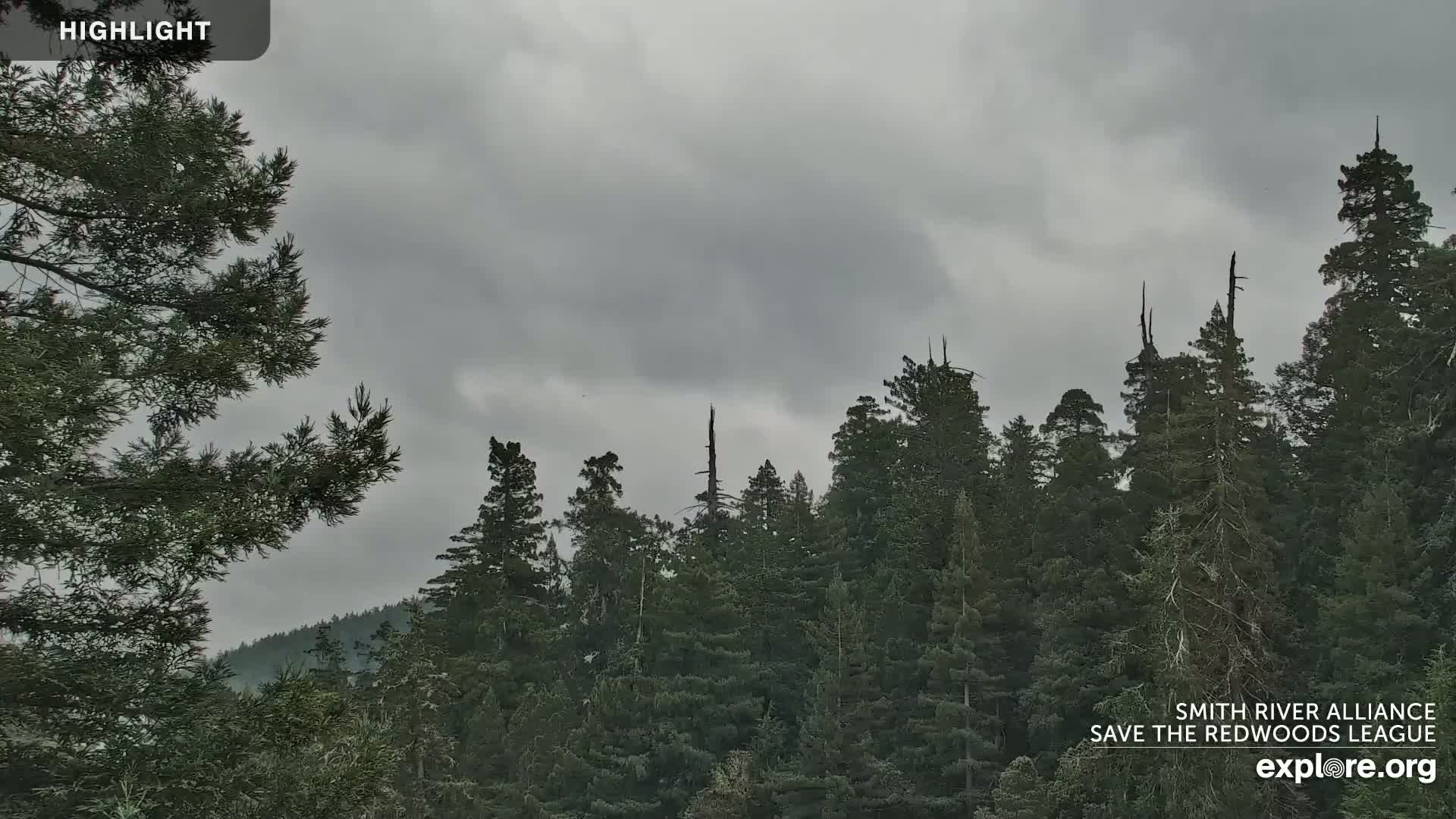 A dense forest of tall evergreen trees is visible under an overcast sky.