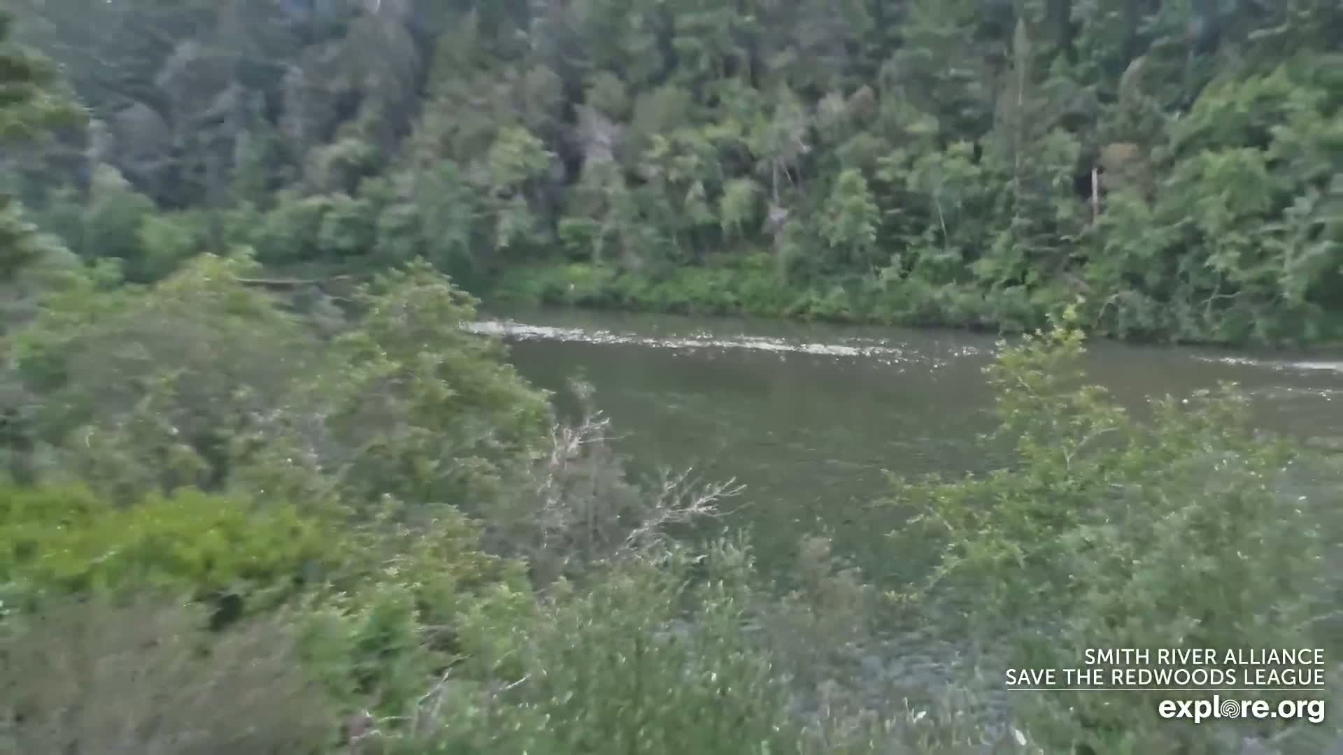 A somewhat murky river flows through a lush green forest under a seemingly clear sky.